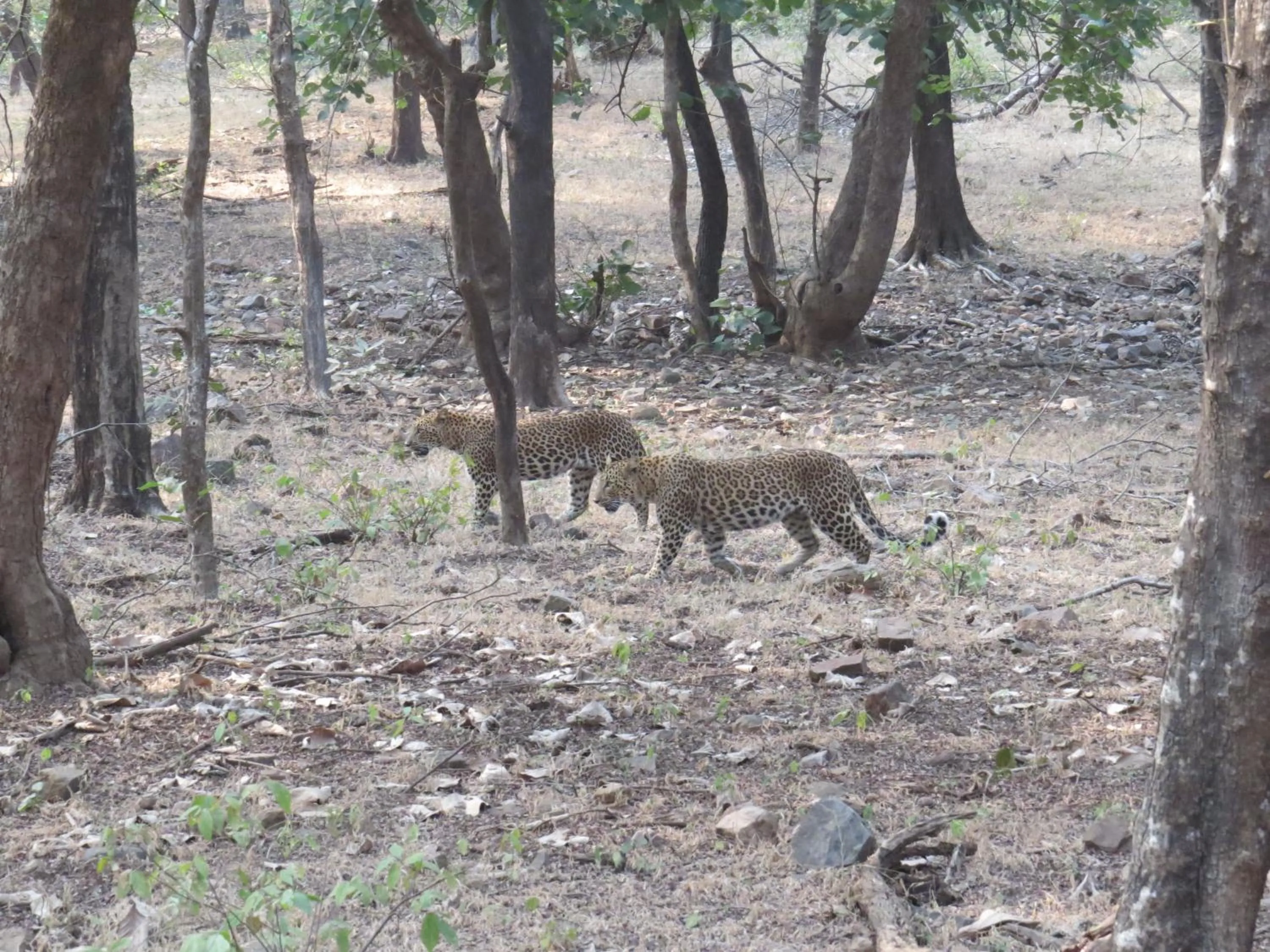 Animals in Rajputana Heritage