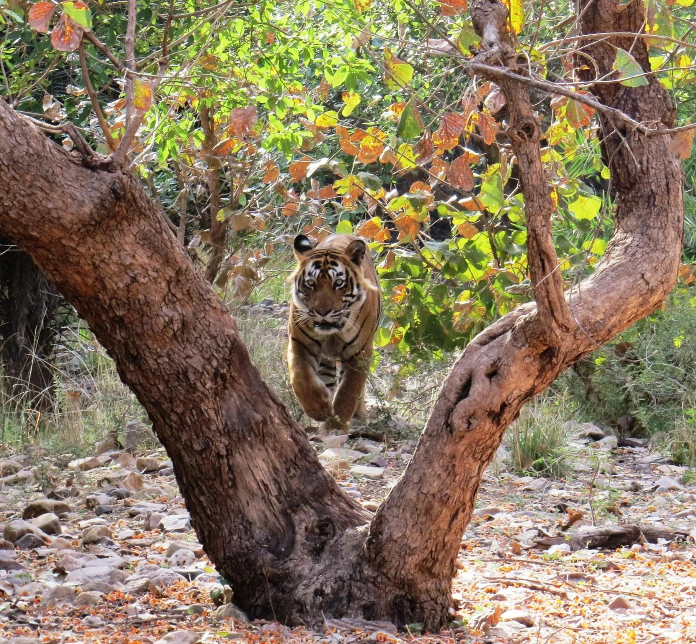 Animals in Rajputana Heritage