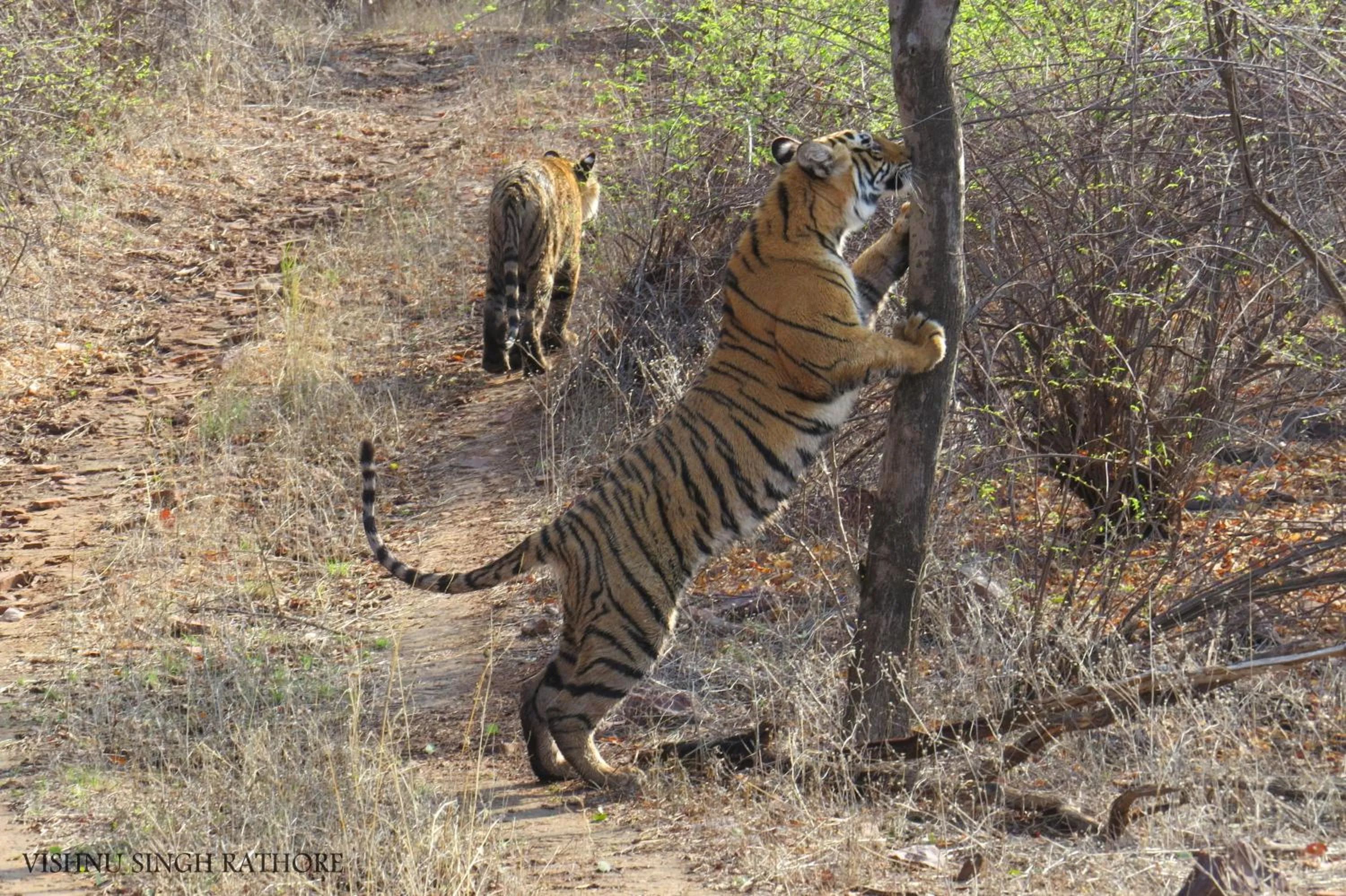 Animals in Rajputana Heritage