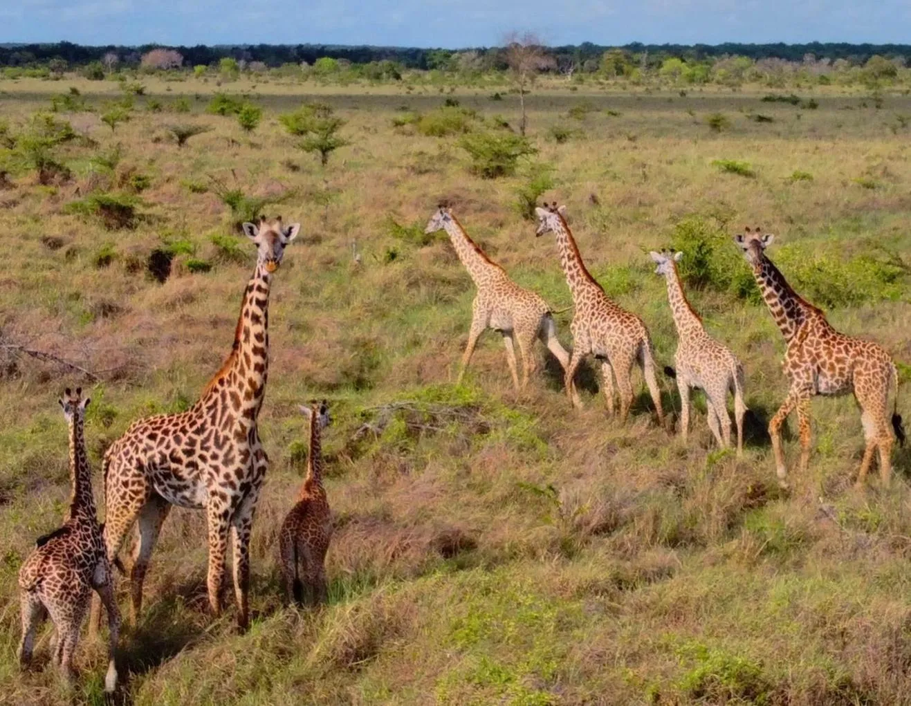Animals in Barry's Beach Resort