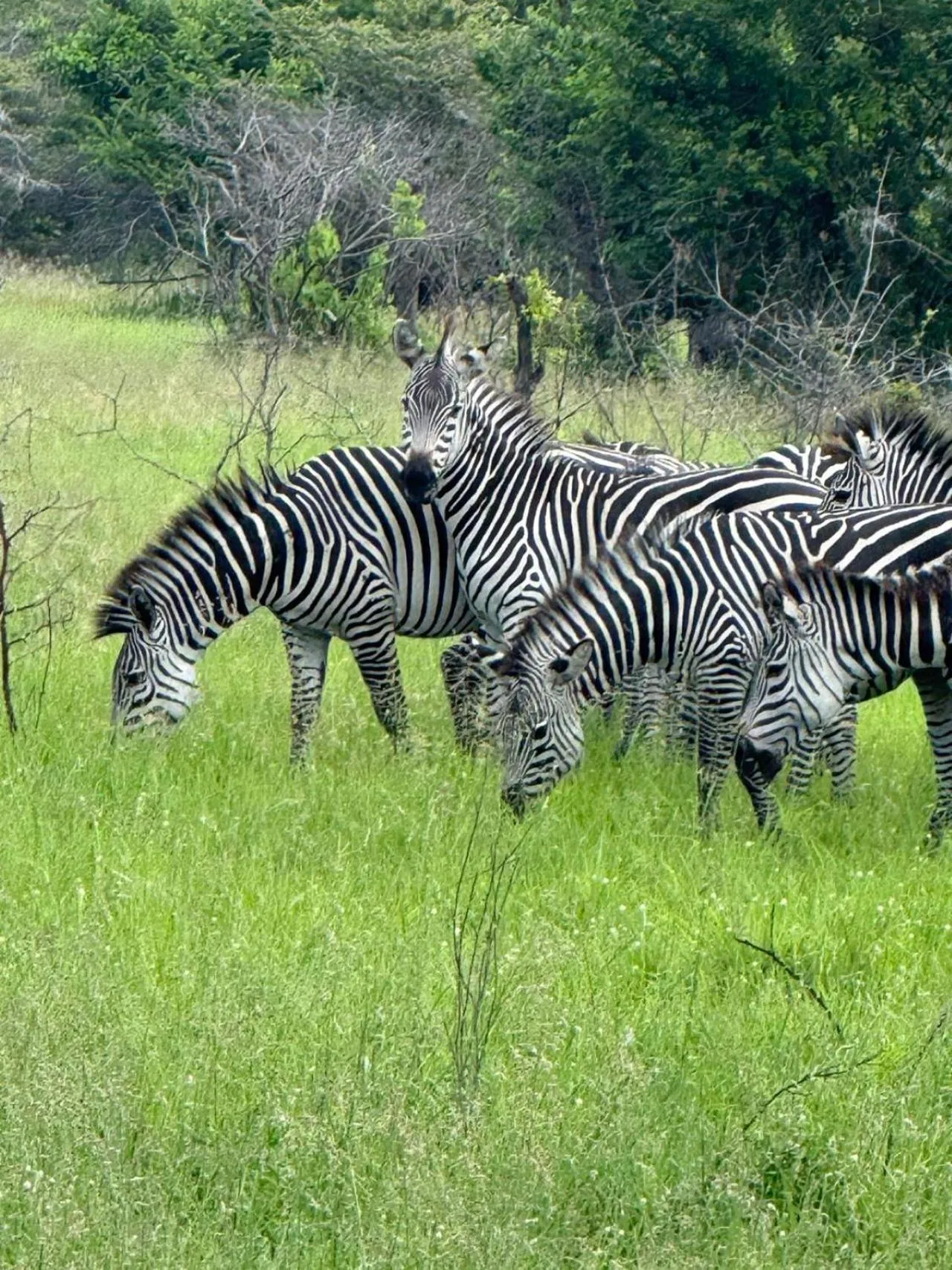 Animals in Barry's Beach Resort