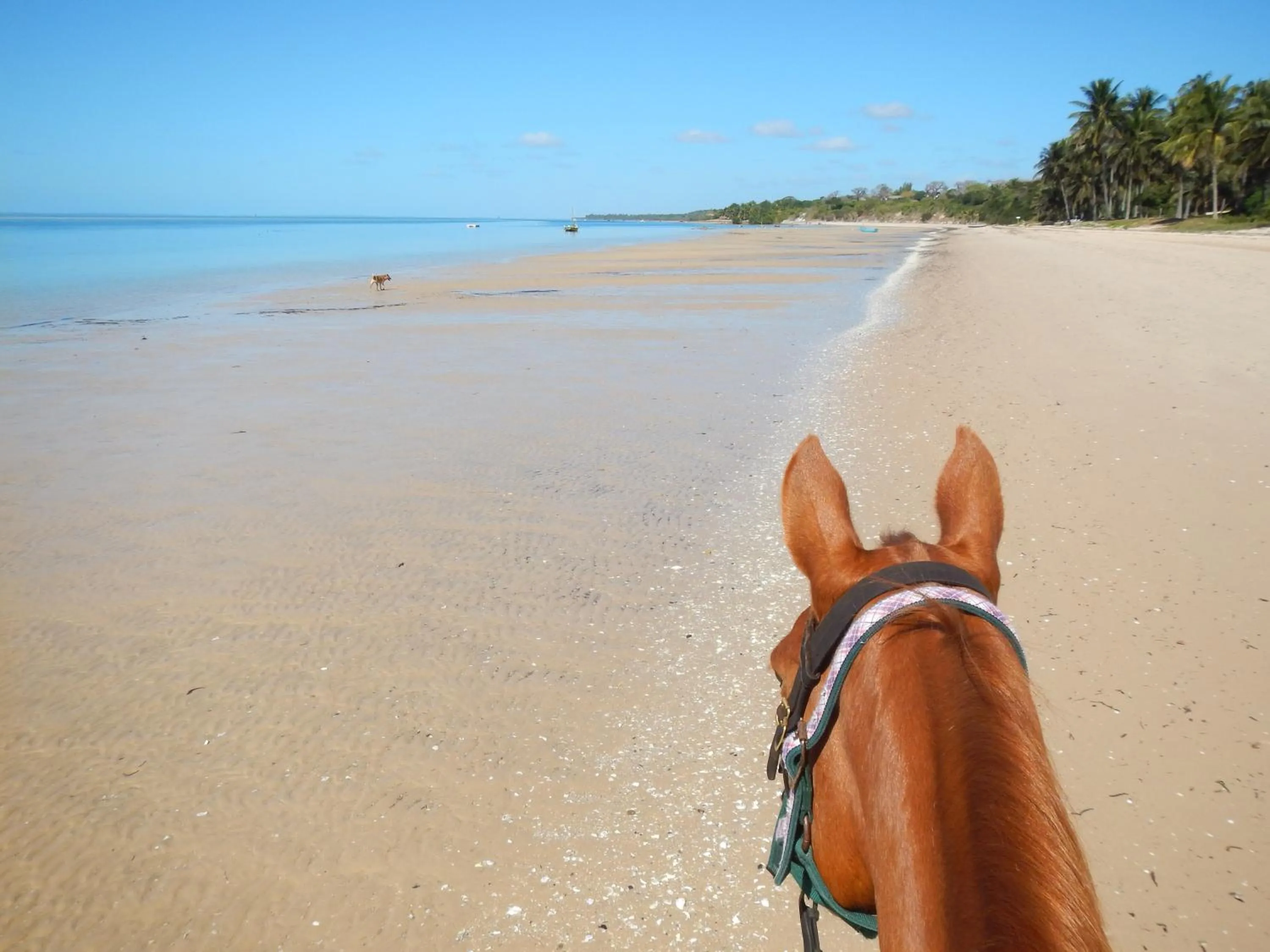 Horse-riding in Villa Santorini