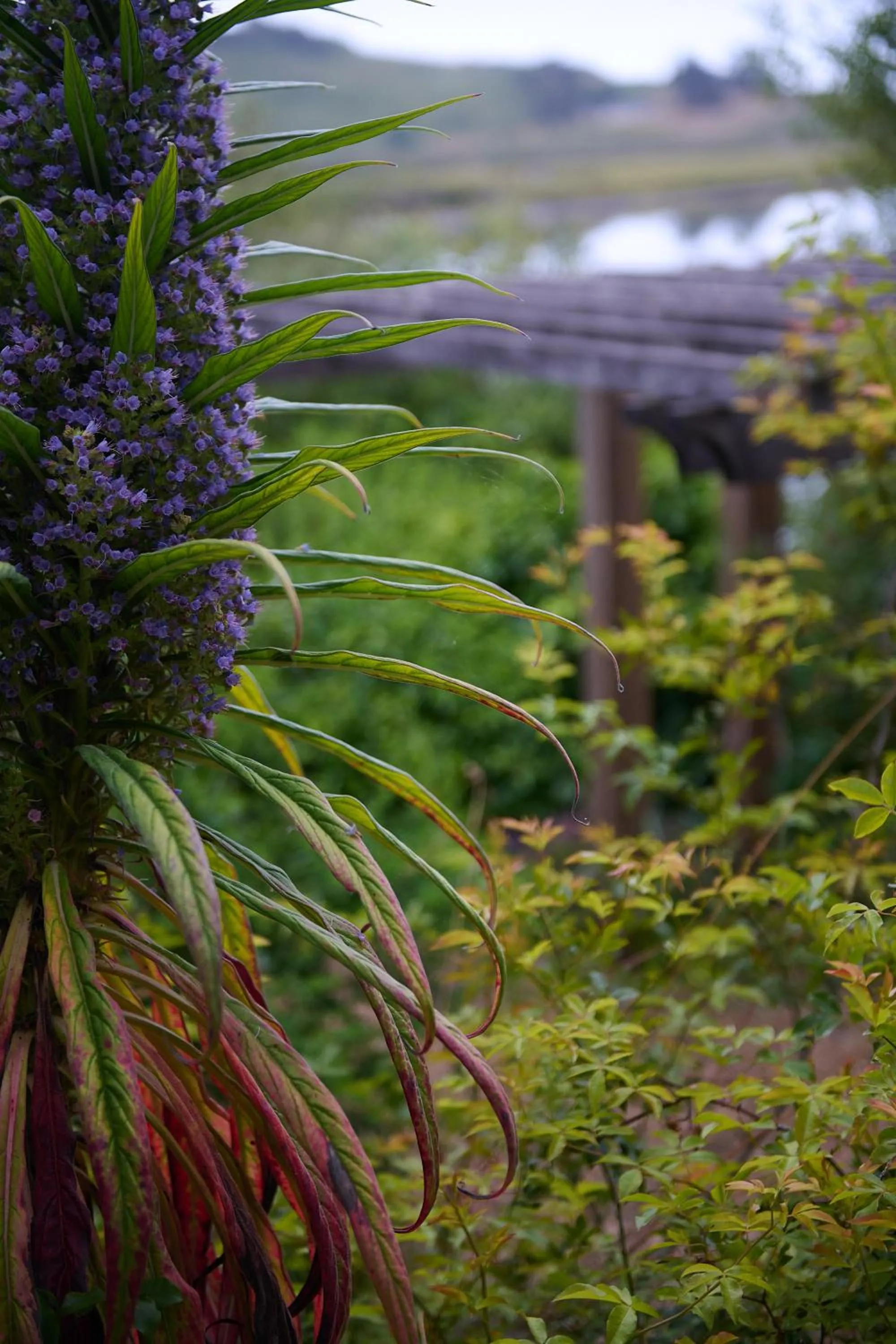 Garden in Madeira House