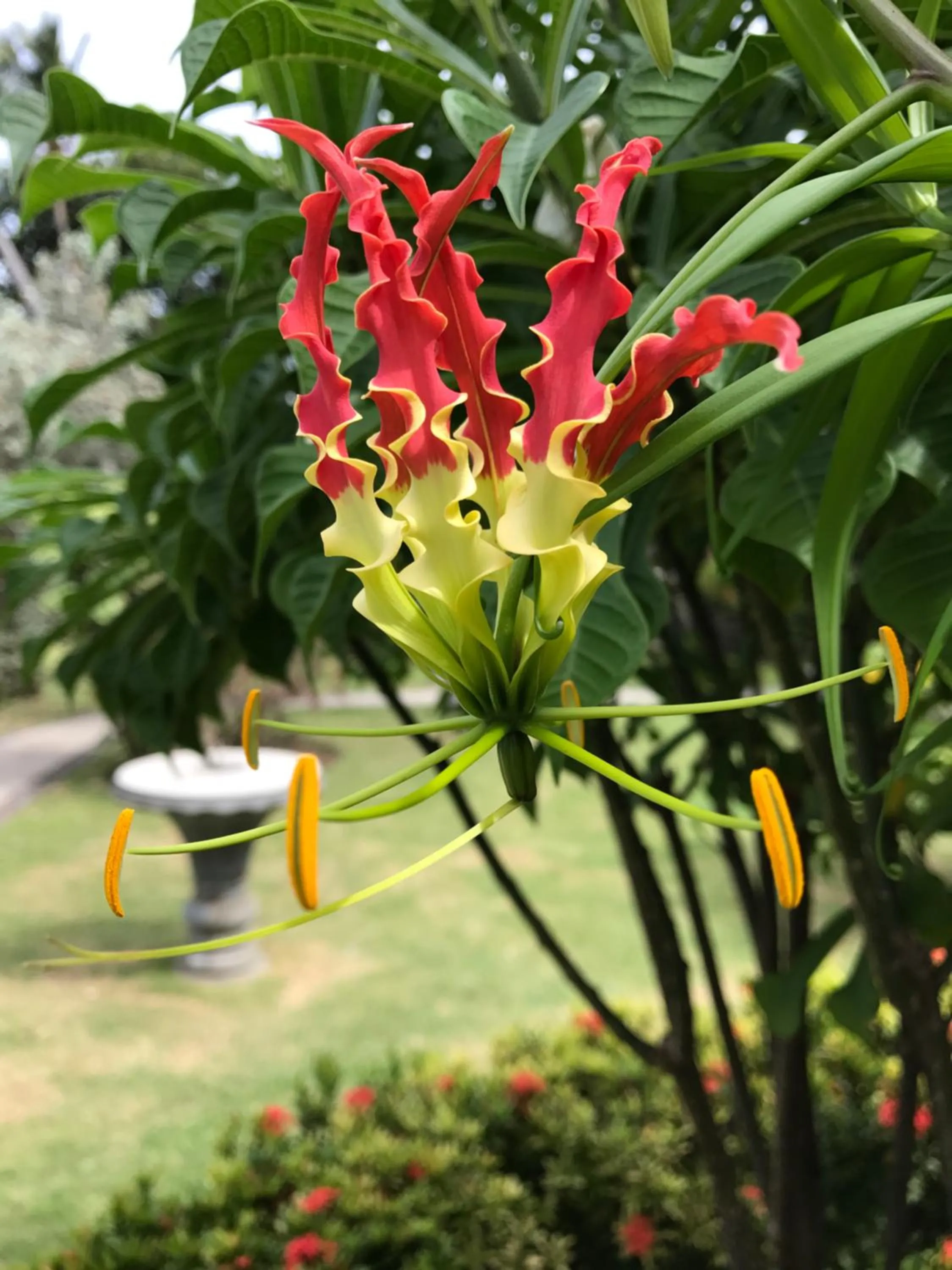Garden in Gingerbread Suites
