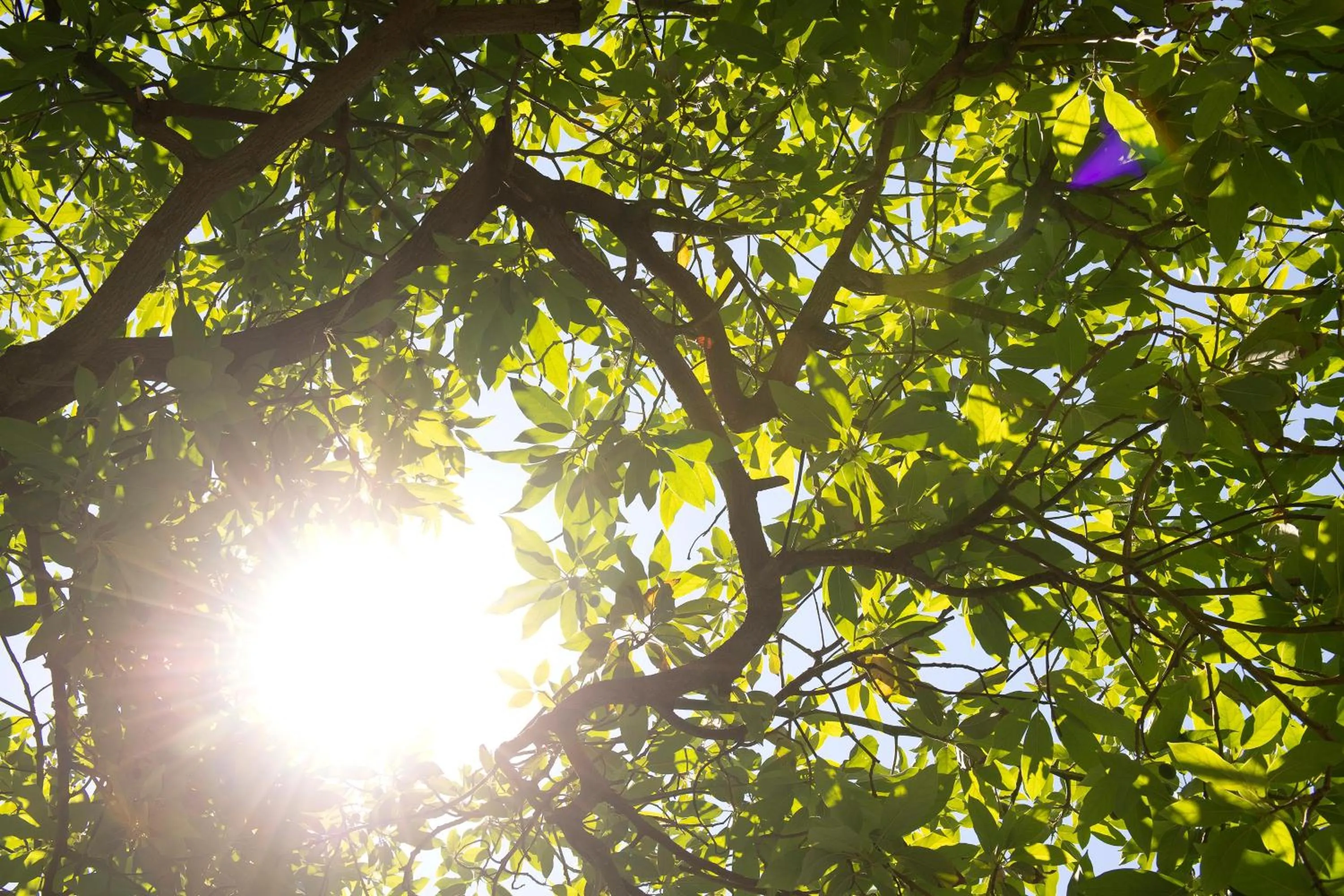 Natural landscape in Miramare Beach Hotel - Ultra All Inclusive