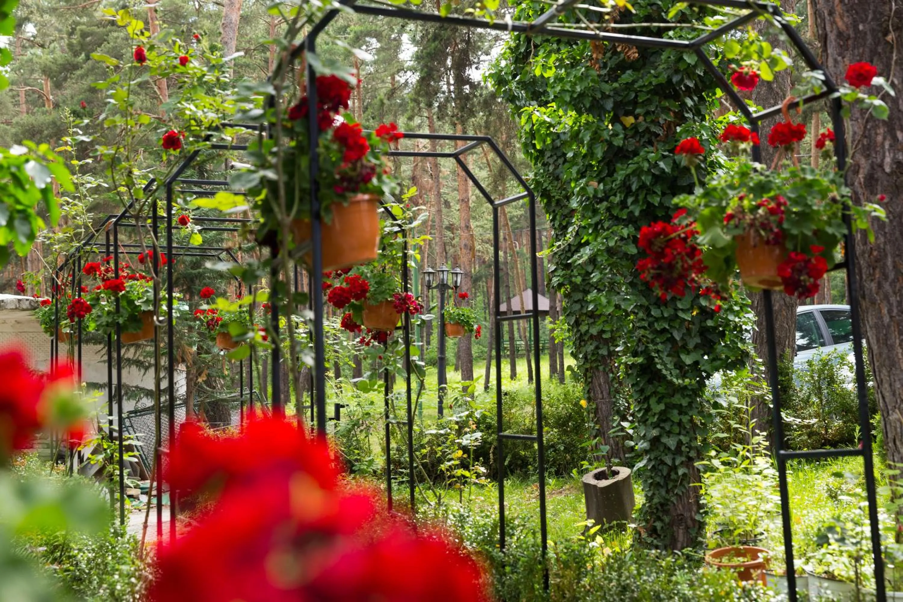 Garden view in Complex Parc Pini Moinesti