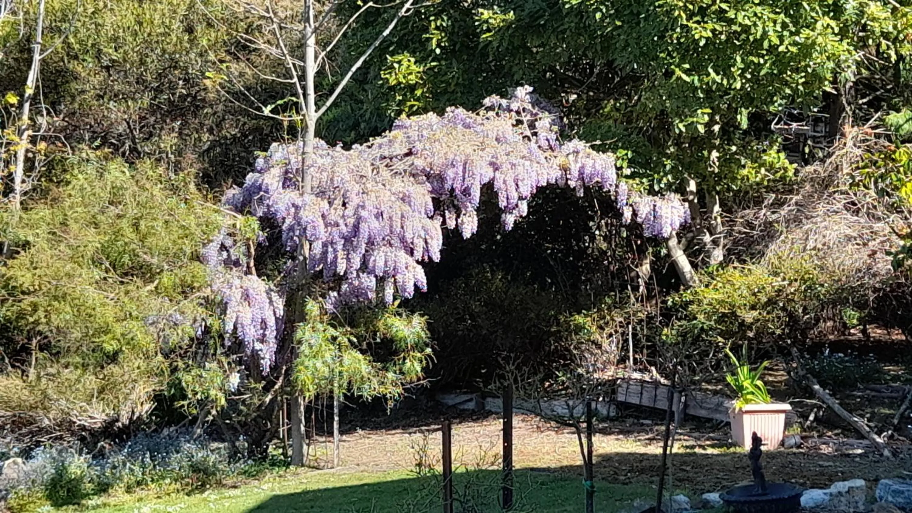 Garden view in Waterview Gardens B&B