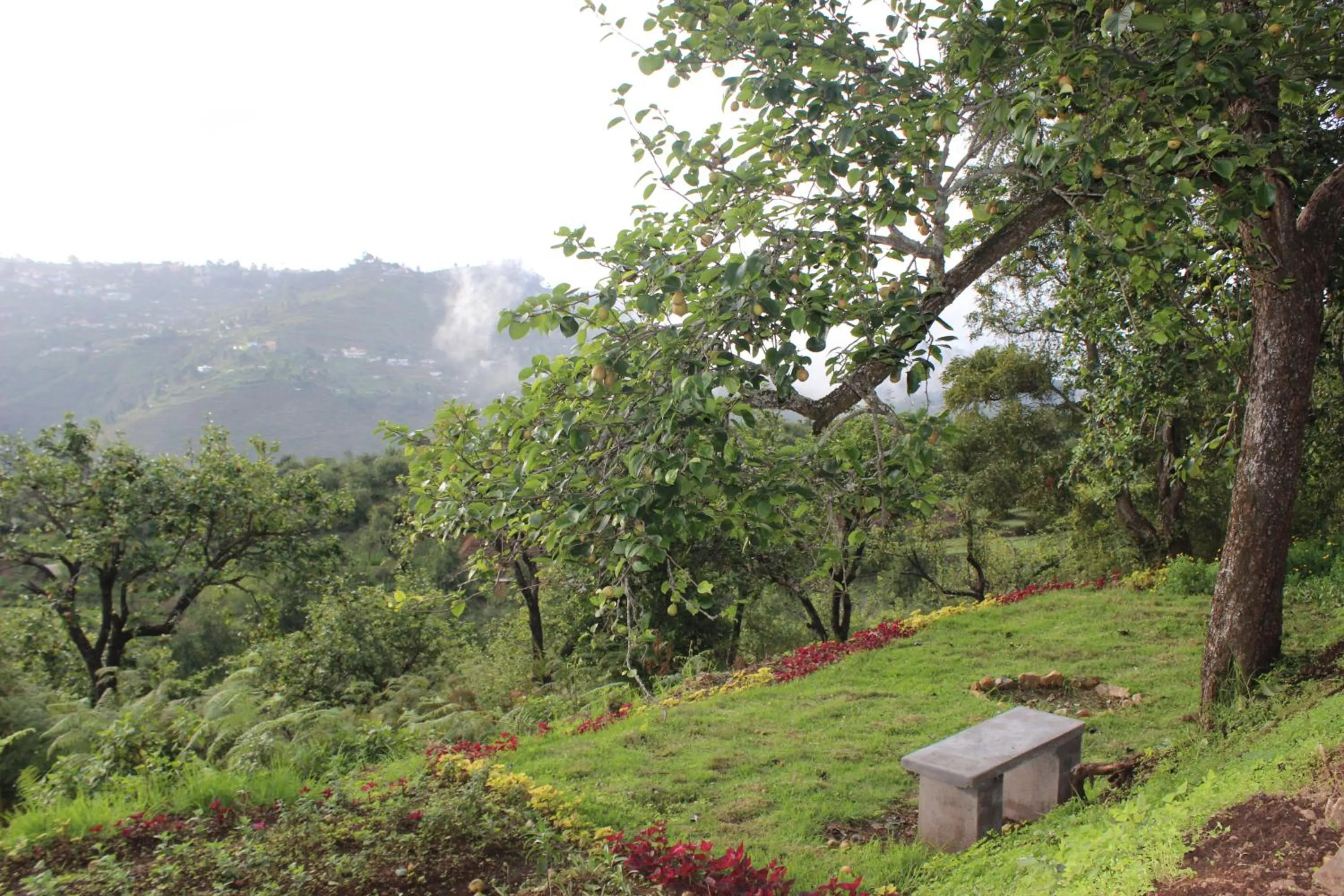 Natural landscape in The Pear County