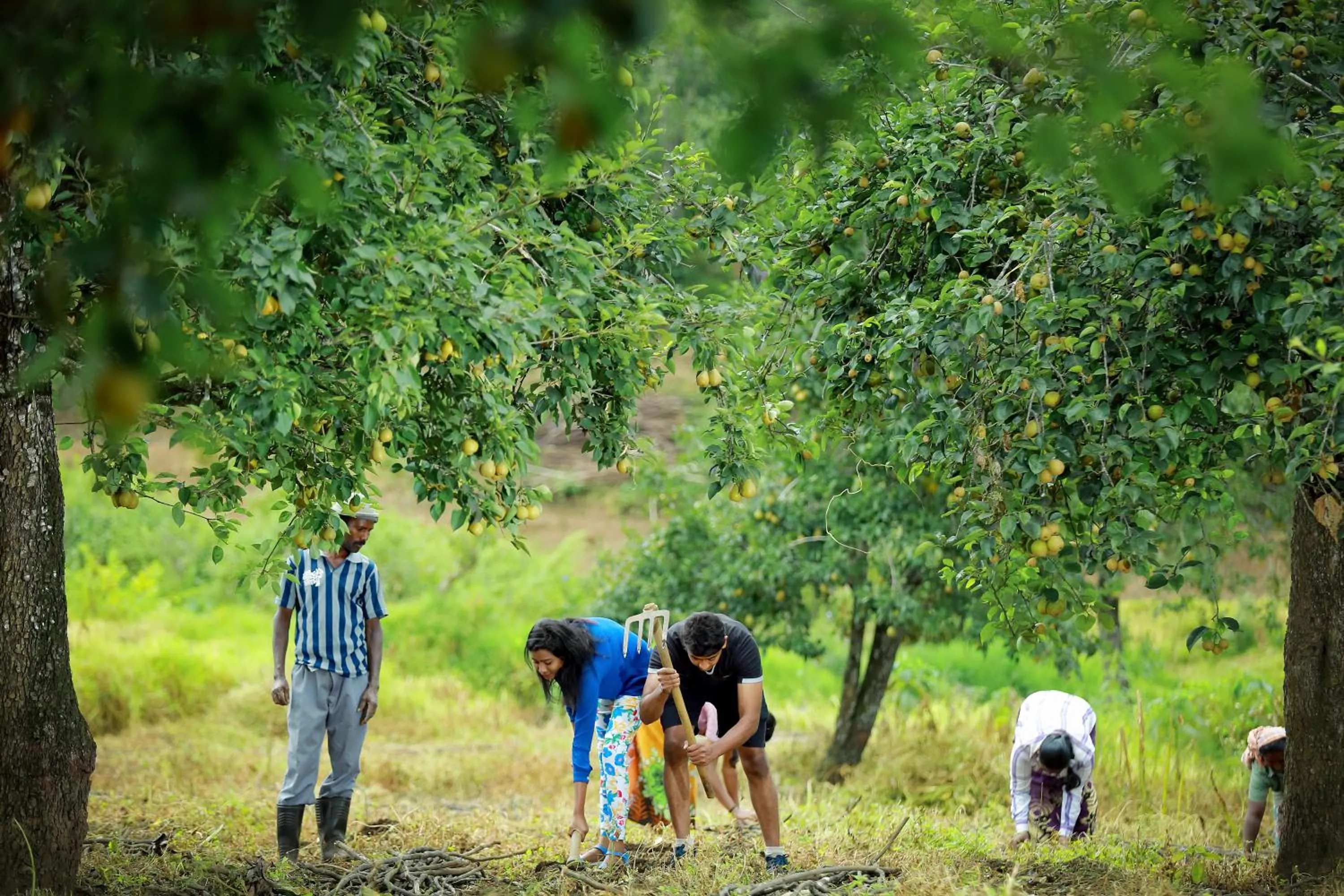 Activities in The Pear County