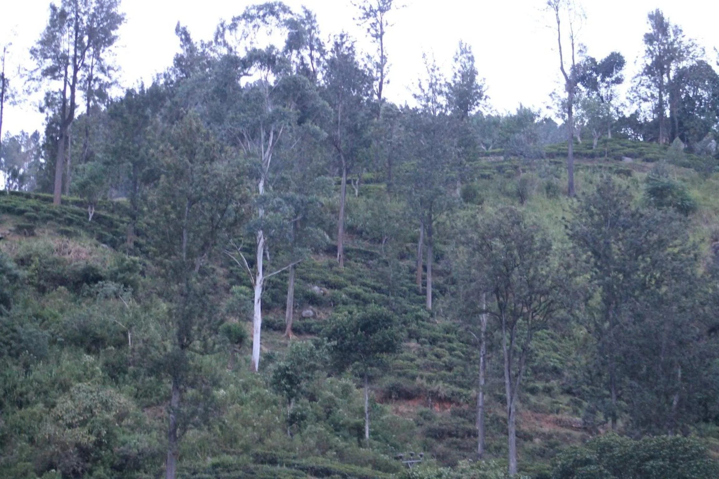 View (from property/room) in Ella Rock Land