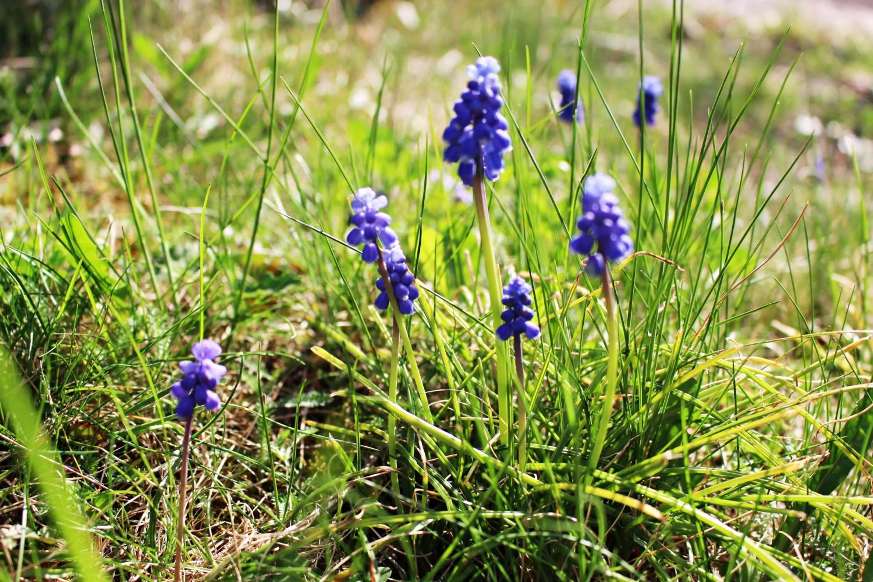 Garden in Schenna Garni Eden Bed & Breakfast
