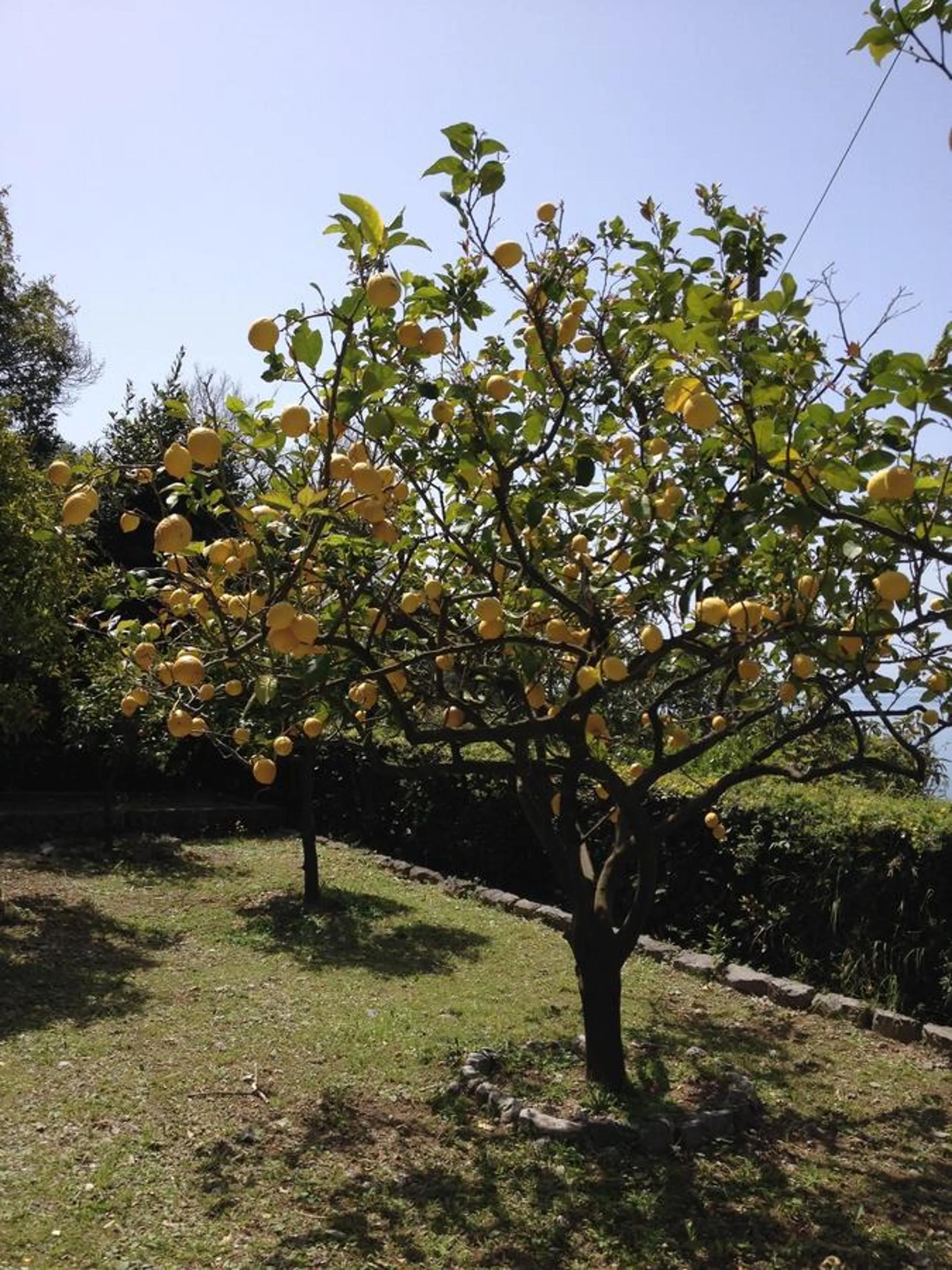 Garden in B&B Le Tre Casette