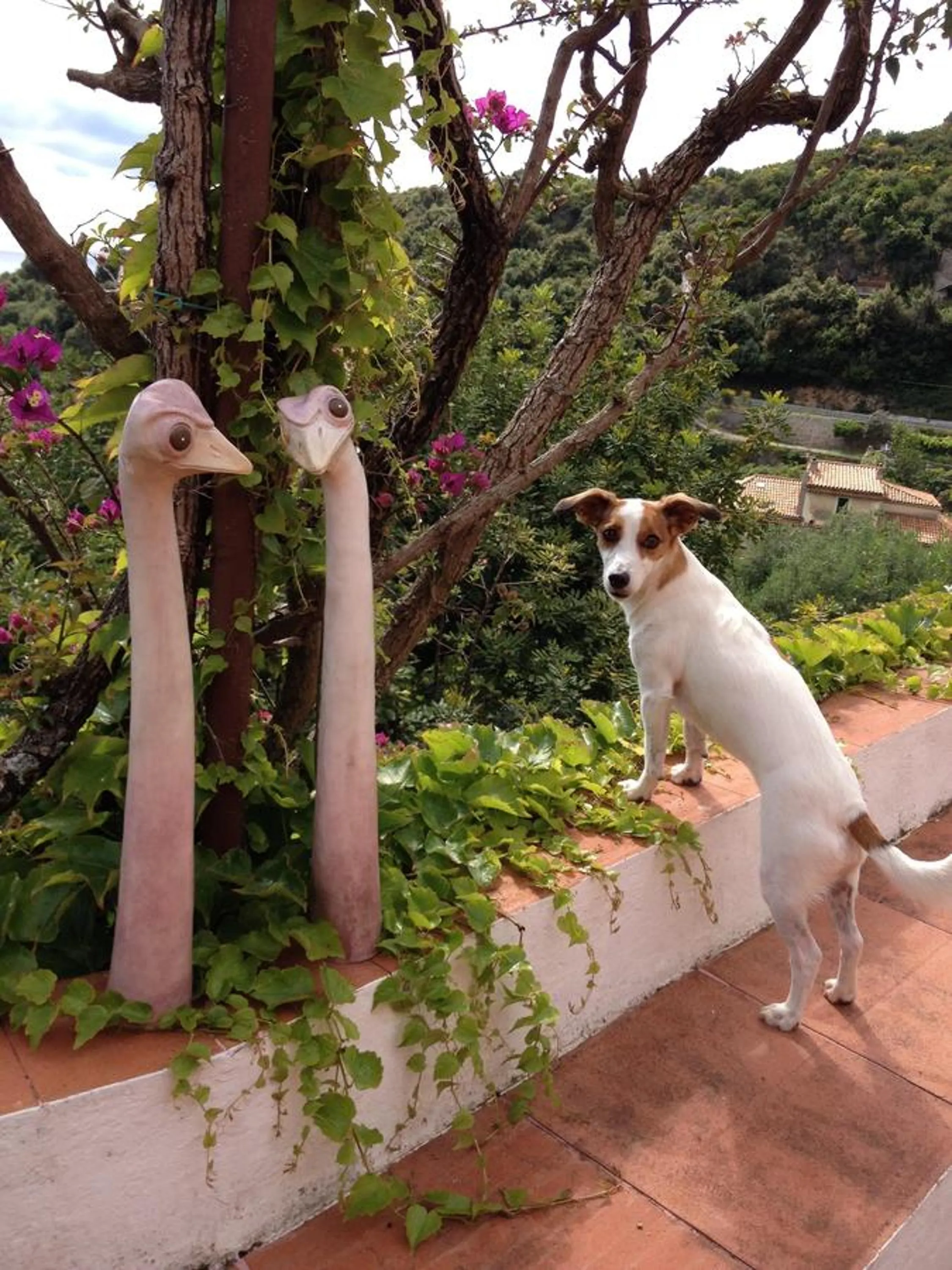 Pets in B&B Le Tre Casette