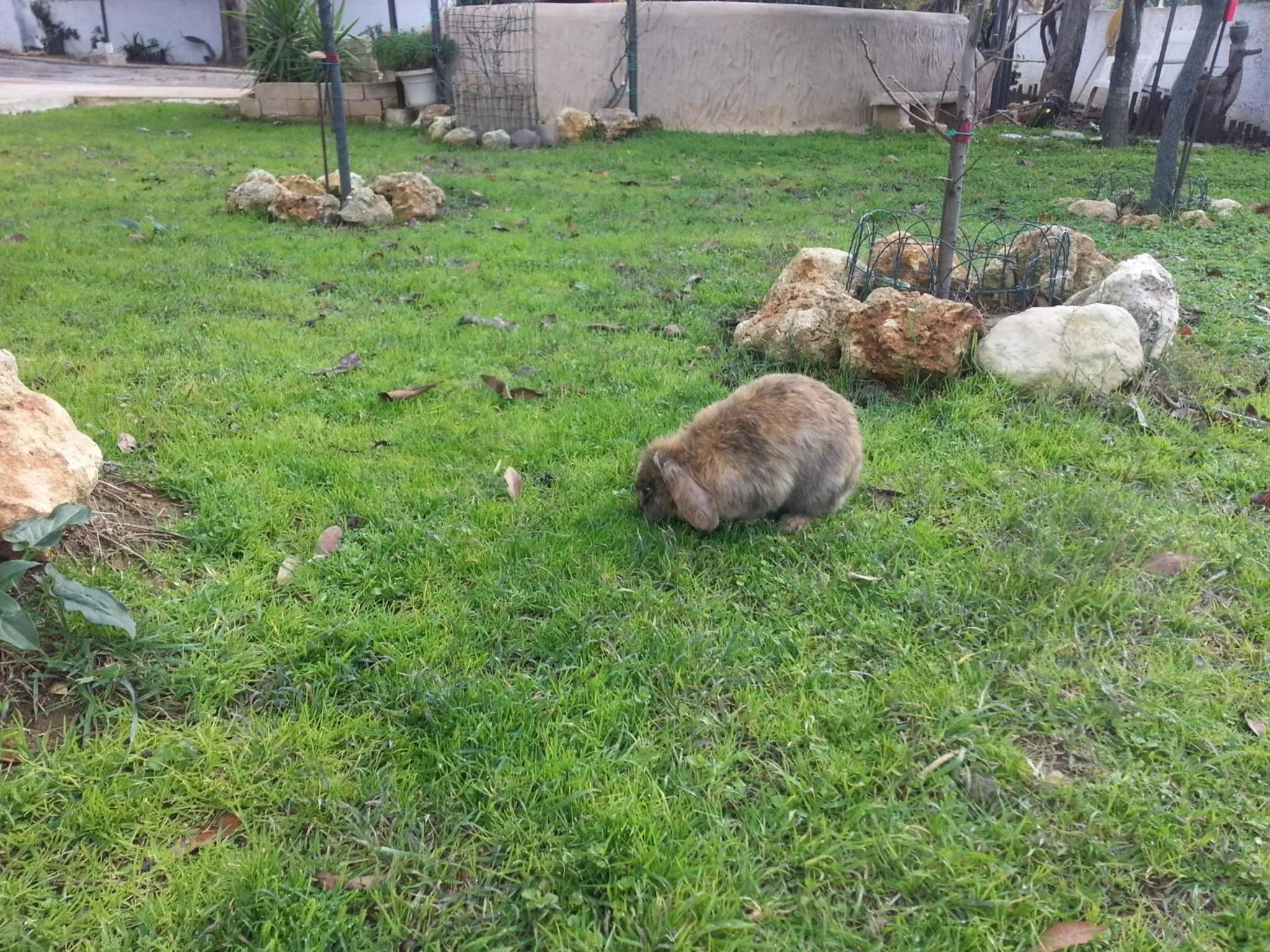 Pets in B&B Antica Botte Sassari