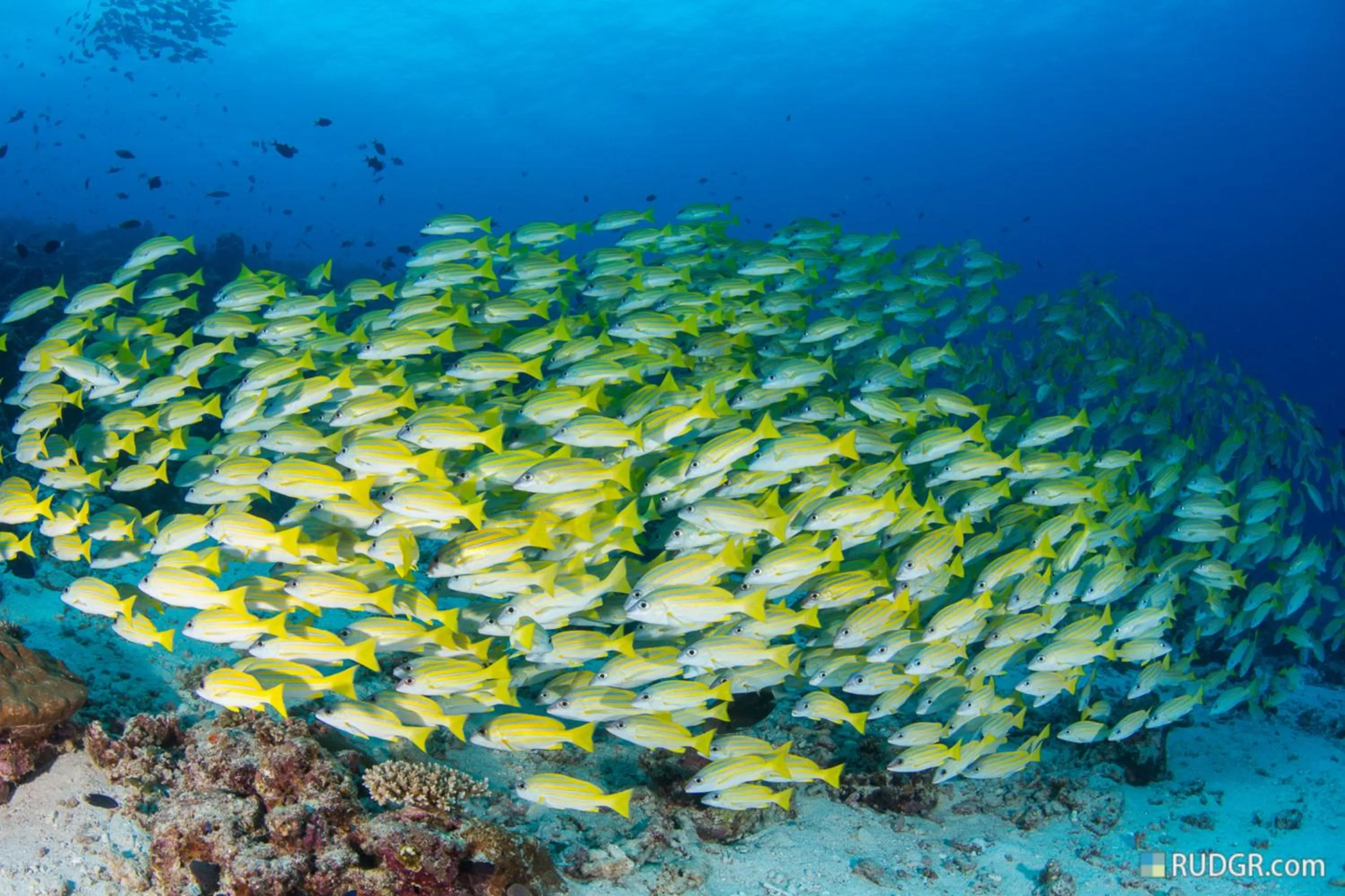 Diving in Eriyadu Island Resort