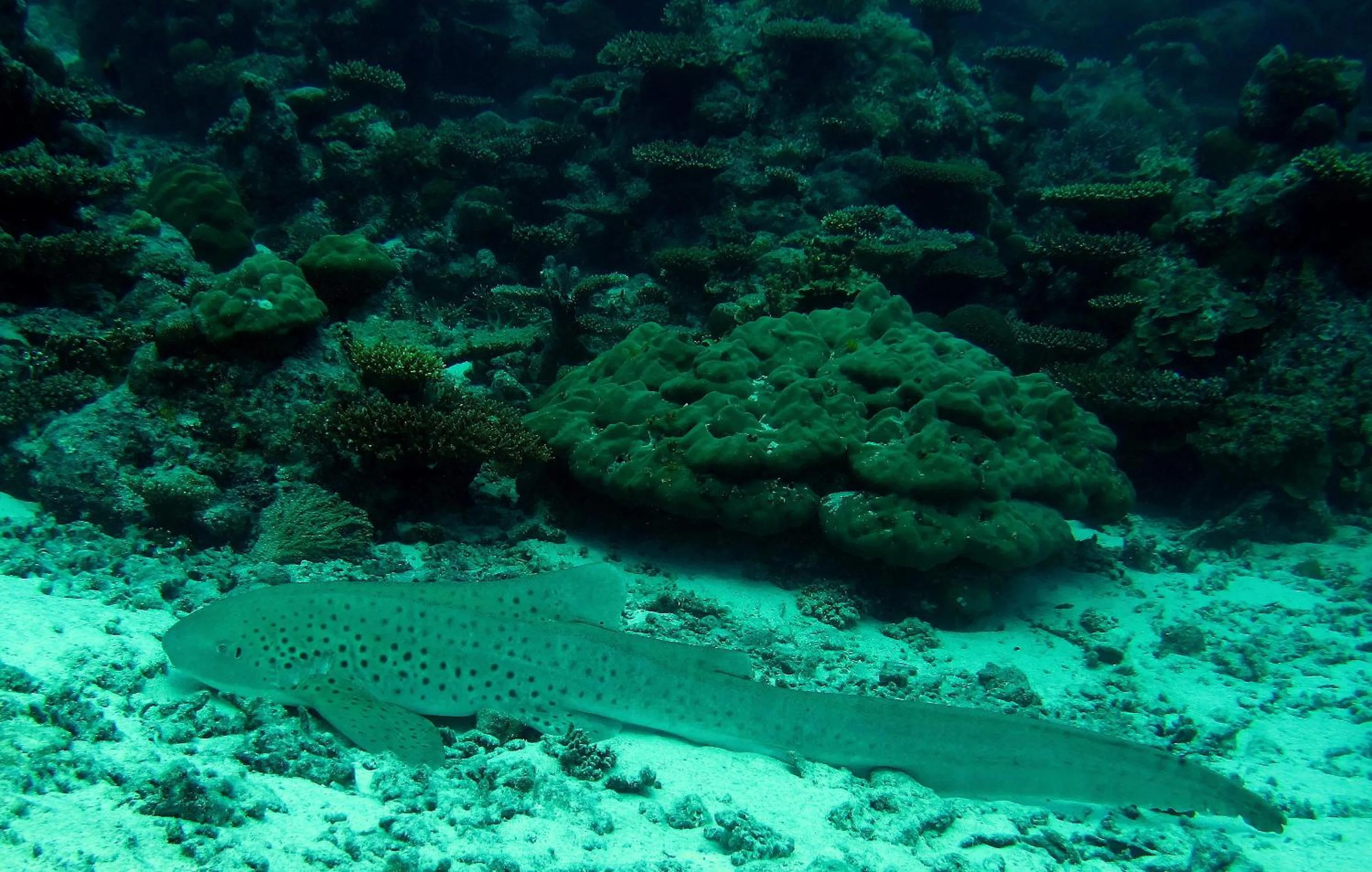 Animals in Eriyadu Island Resort