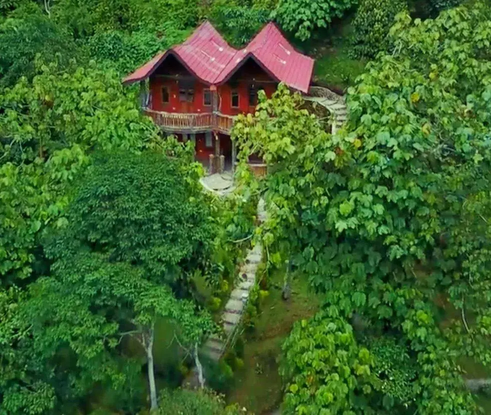 Bird's eye view in Hotel Orangutan Bird's eye view in Hotel Orangutan