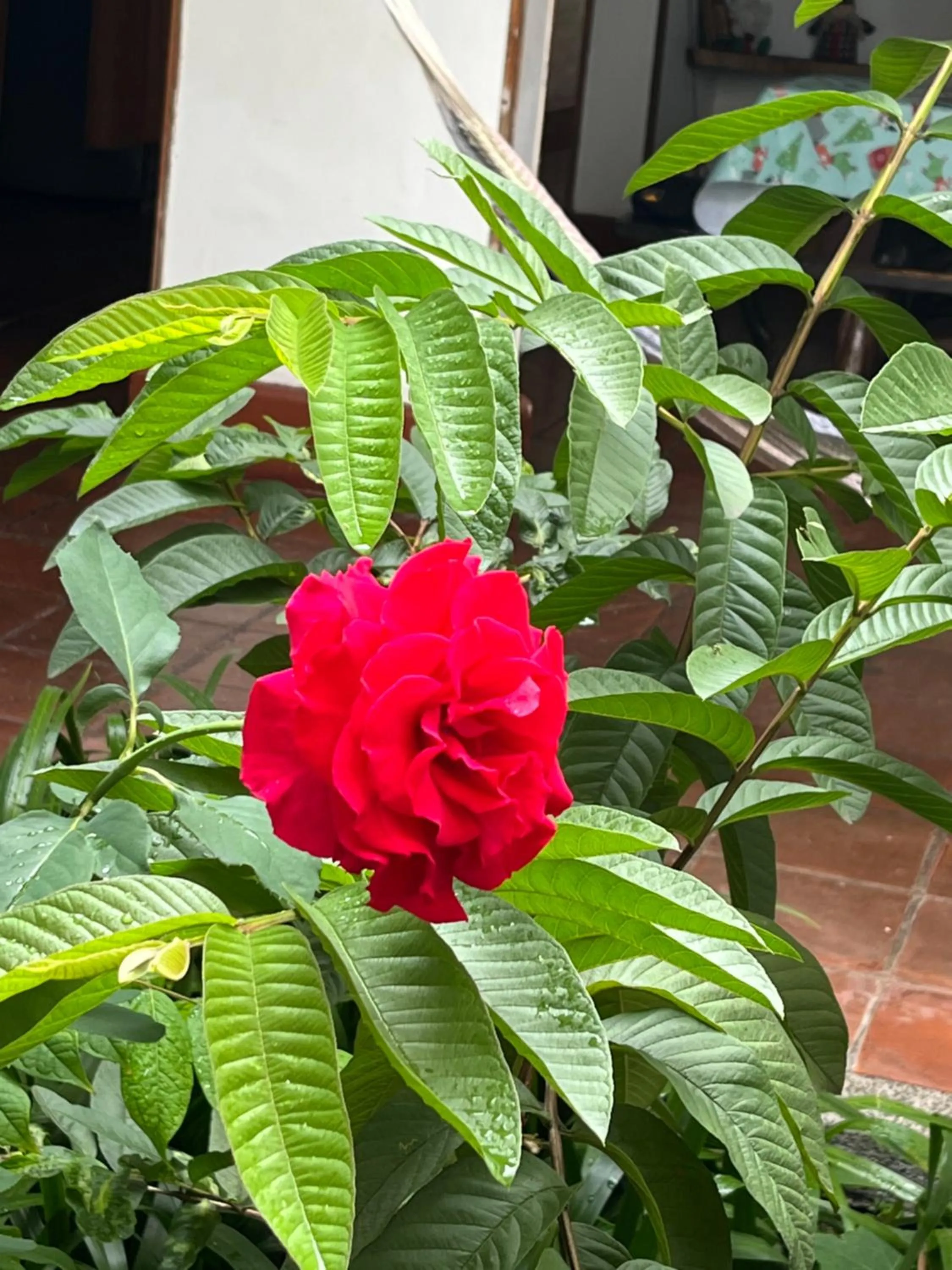Hotel Colonial Palmira