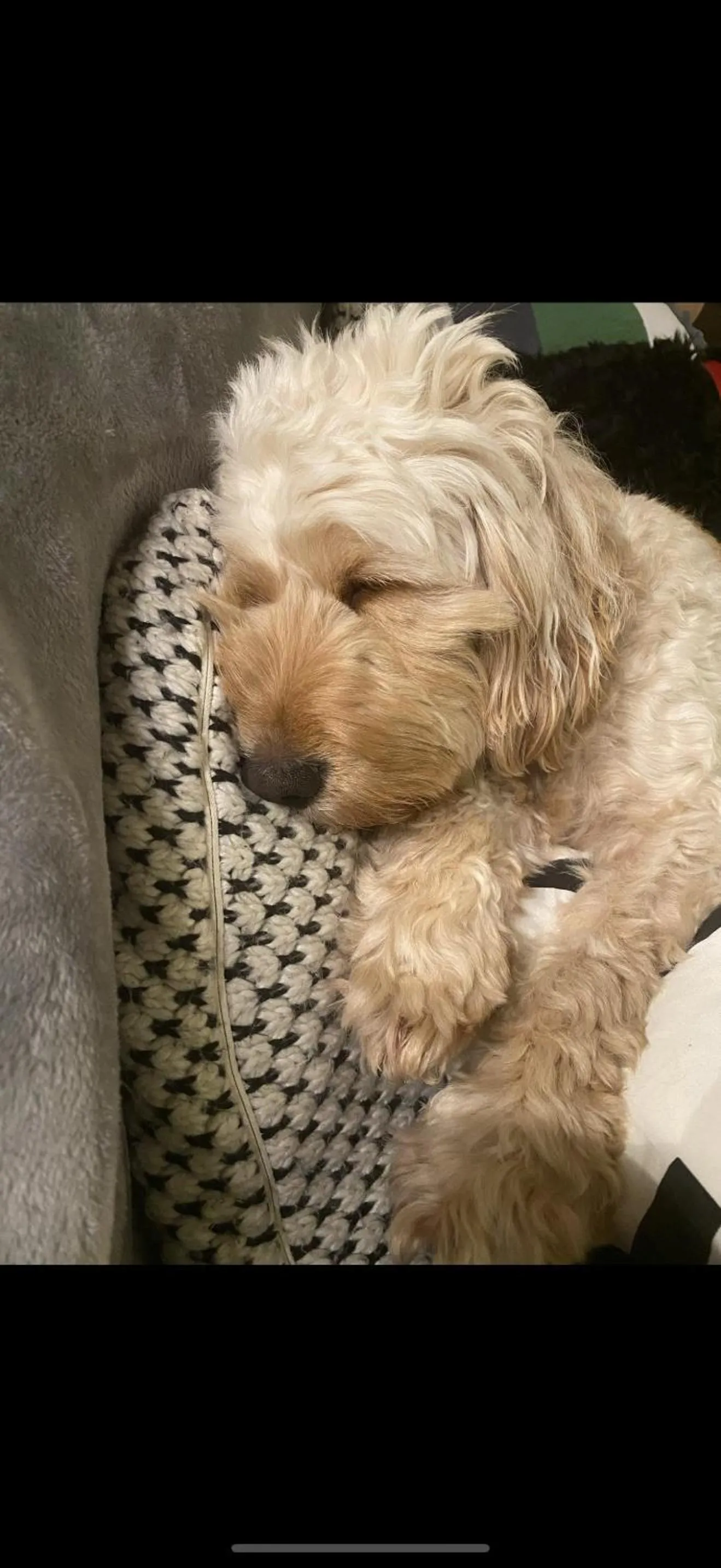 pet friendly in Limefield Mansion House