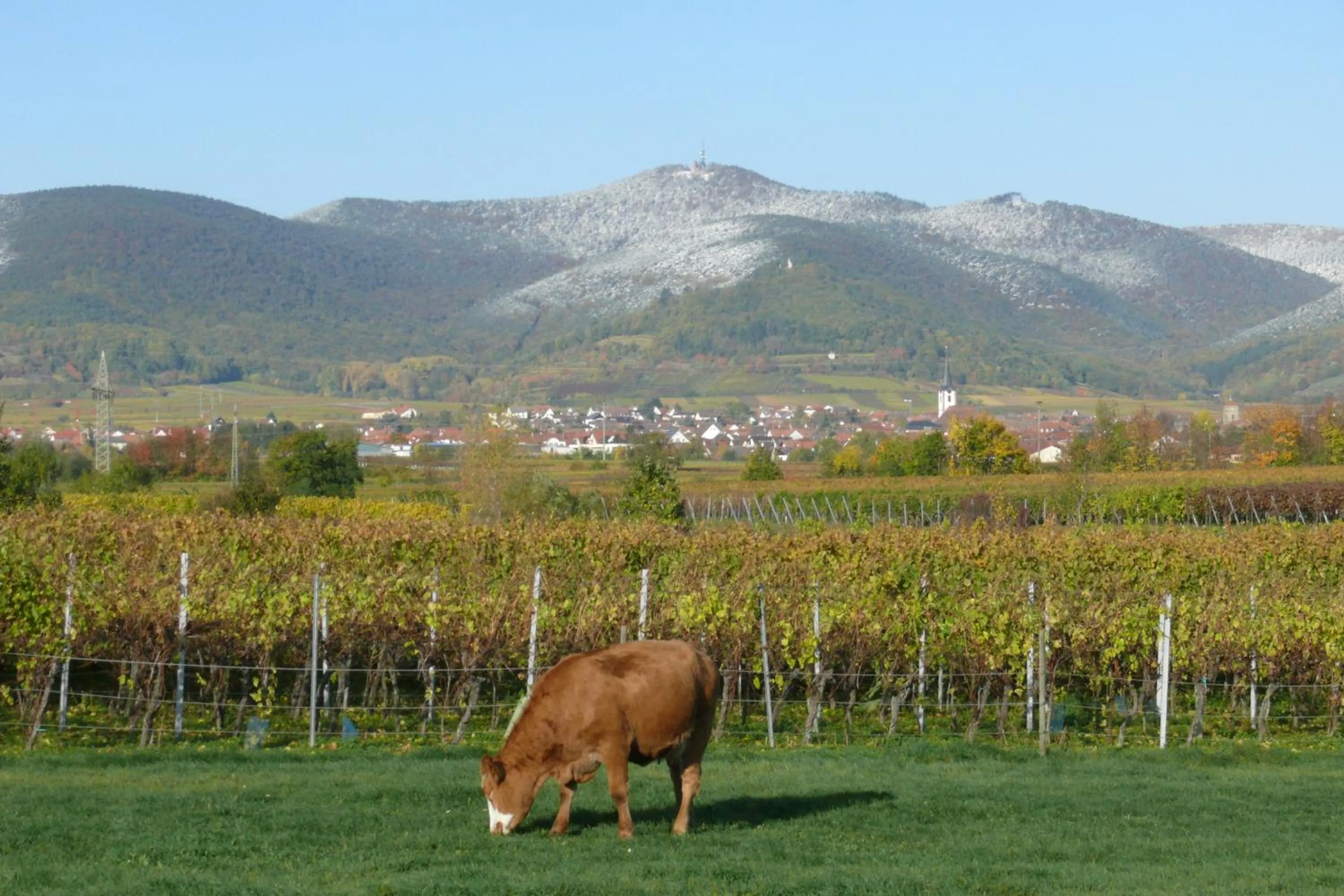 Natural landscape in Hotel Garni Sebastian