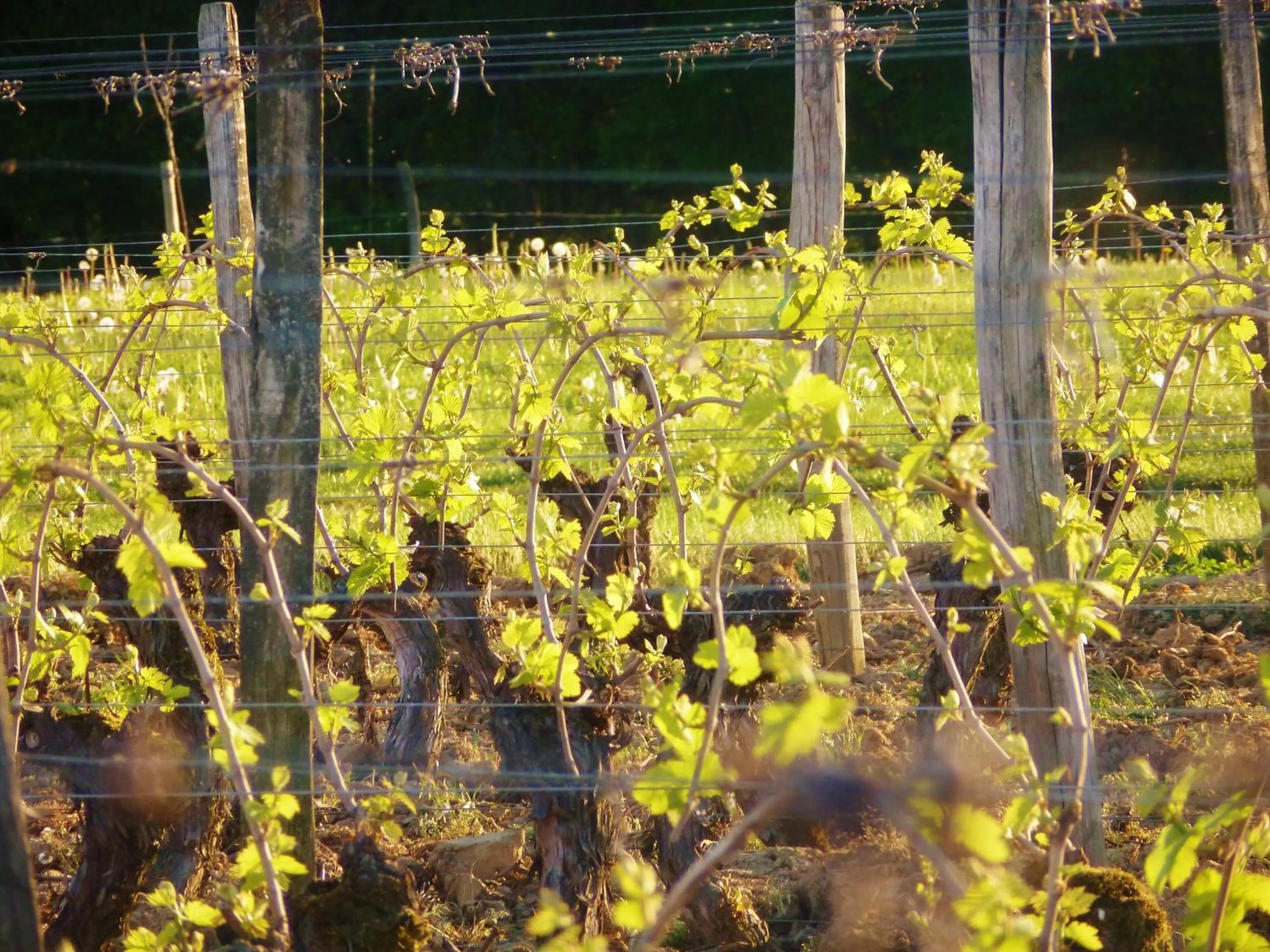 Natural landscape in Domaine Joseph LAFARGE Wine Resort Oeno-tonneaux expérience