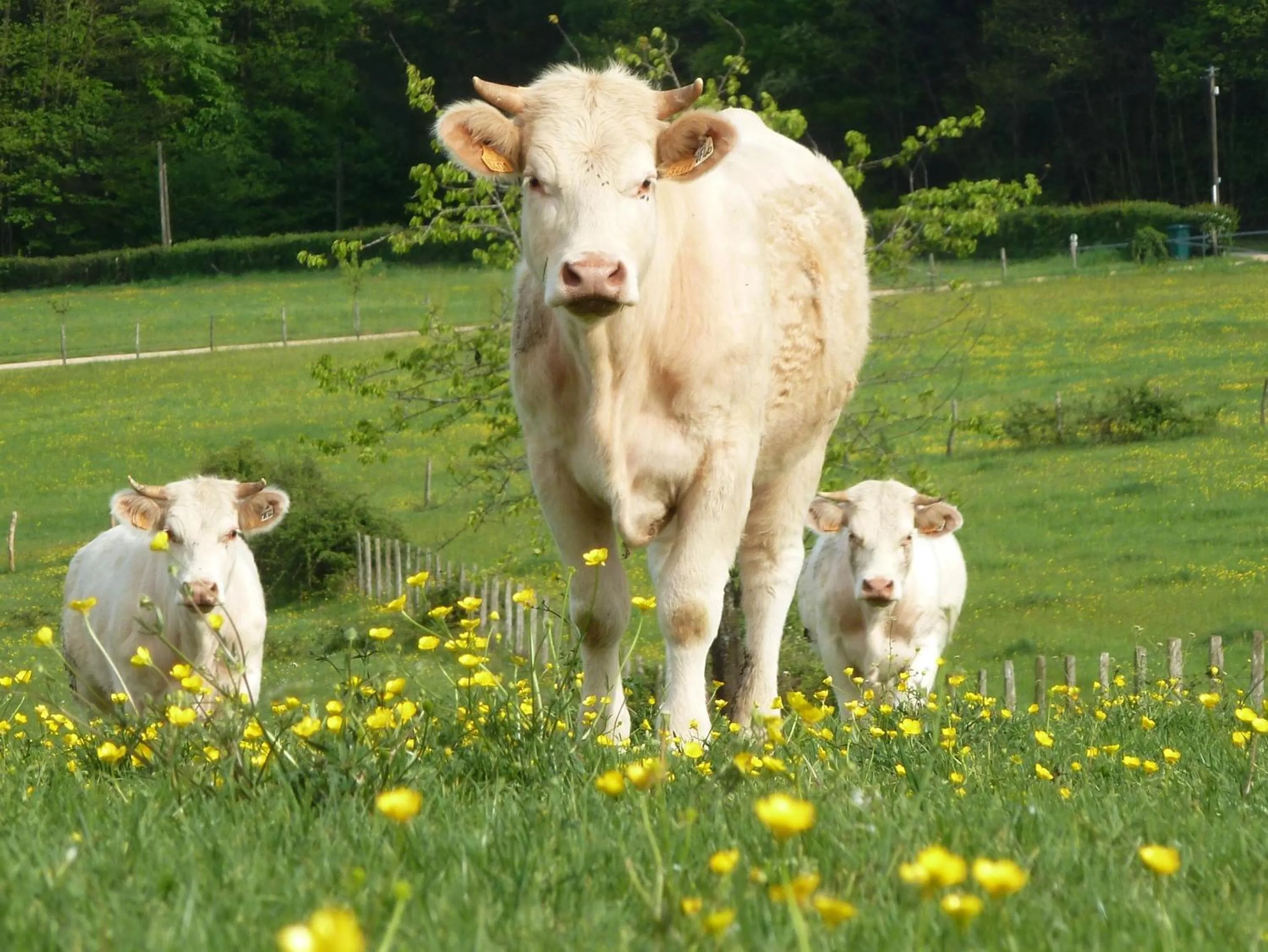 Day in Domaine Joseph LAFARGE Wine Resort Oeno-tonneaux expérience