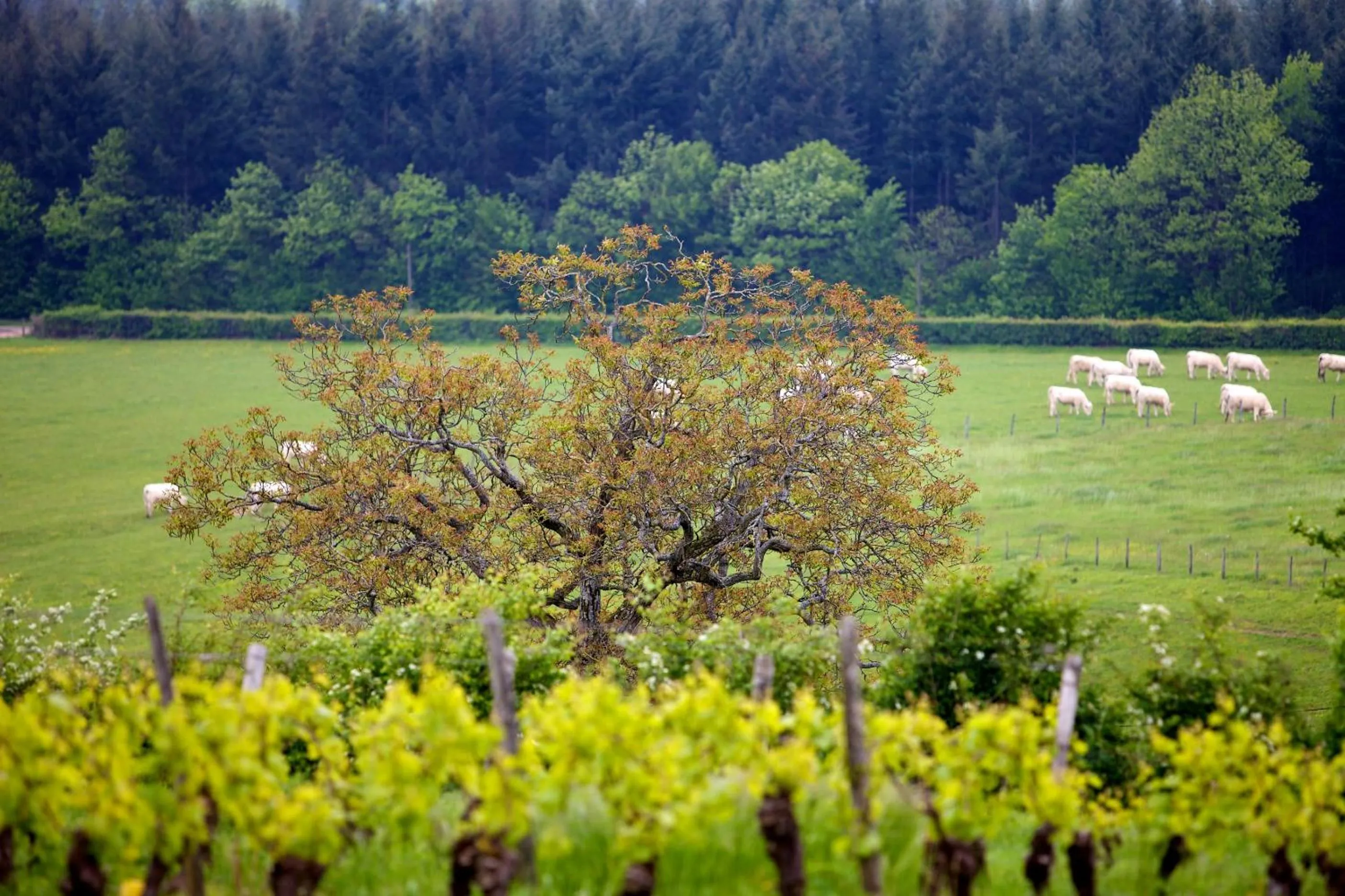 Spring in Domaine Joseph LAFARGE Wine Resort Oeno-tonneaux expérience