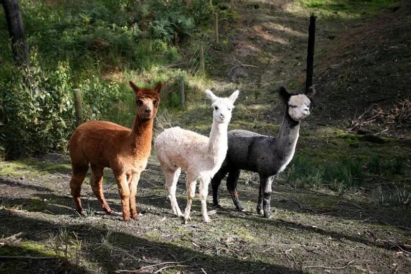 Animals in Home Farm Healesville