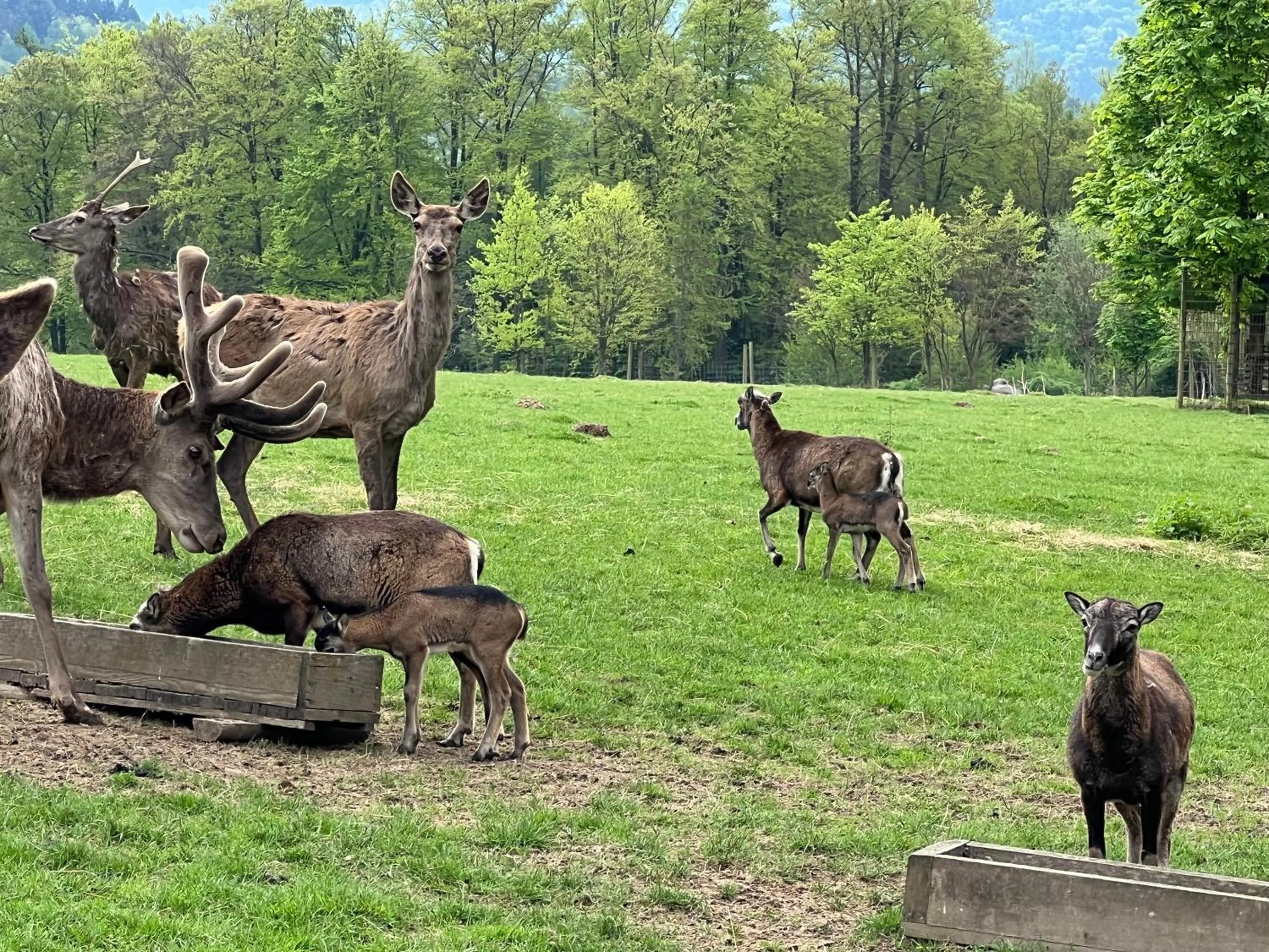 Animals in Landhotel Heimathenhof