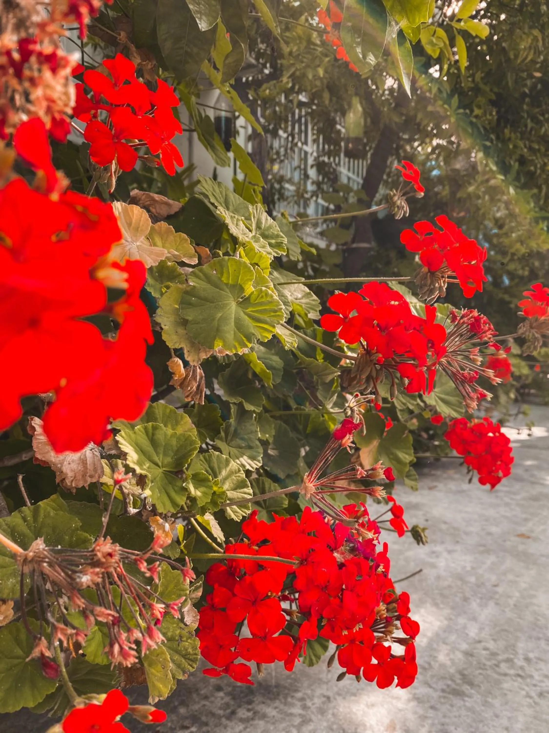 Garden in Hotel Appel