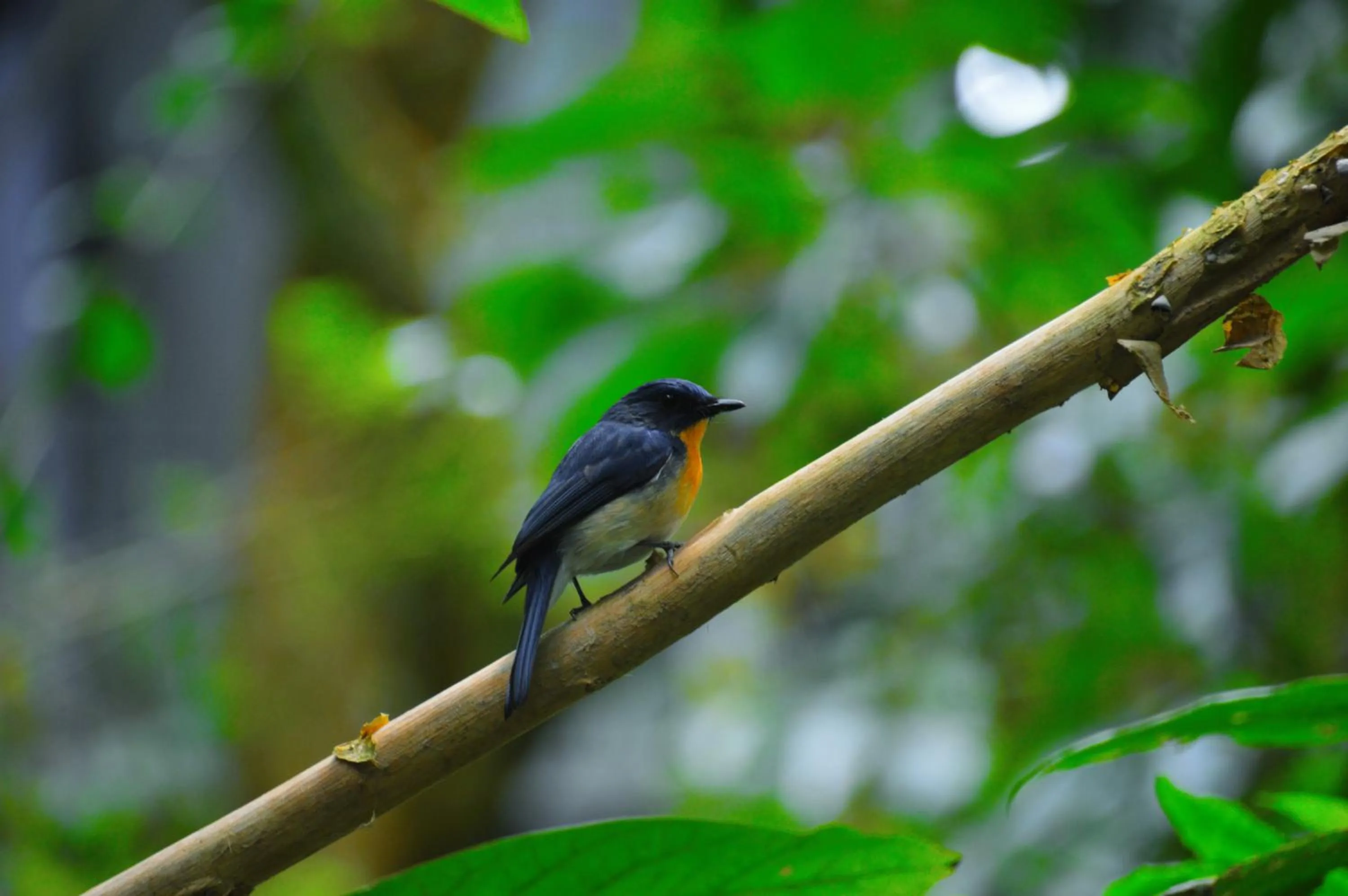 Bird's eye view in Ella Green Cottages
