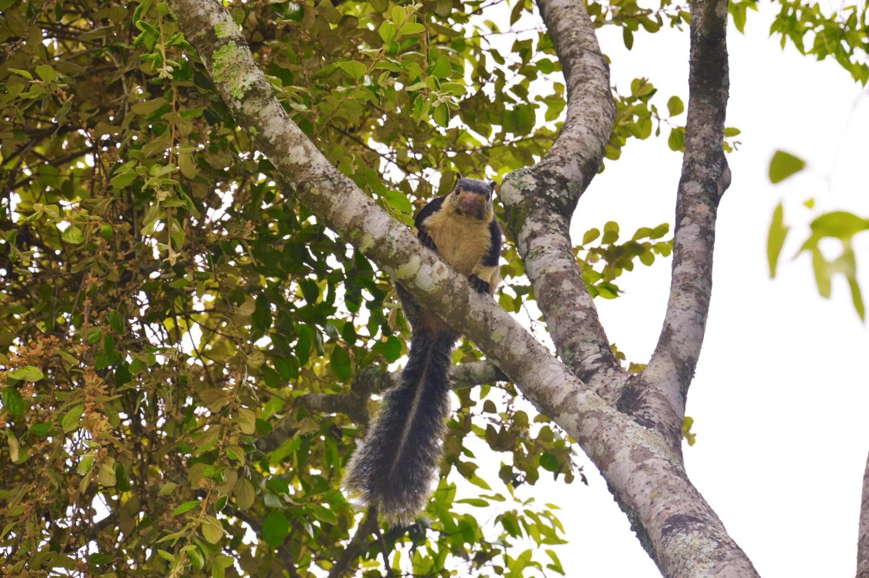 Animals in Ella Green Cottages