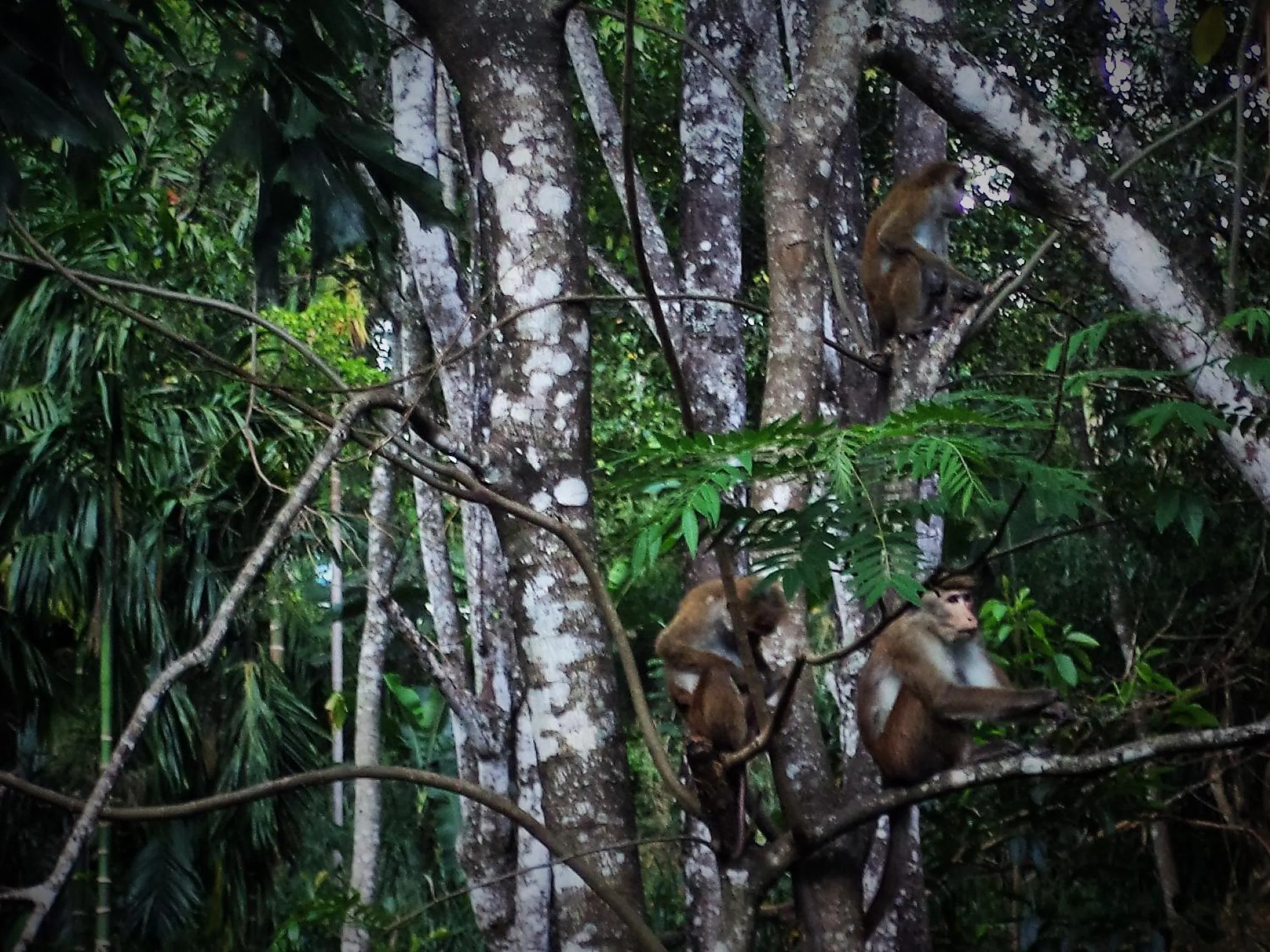 Animals in Ella Green Cottages