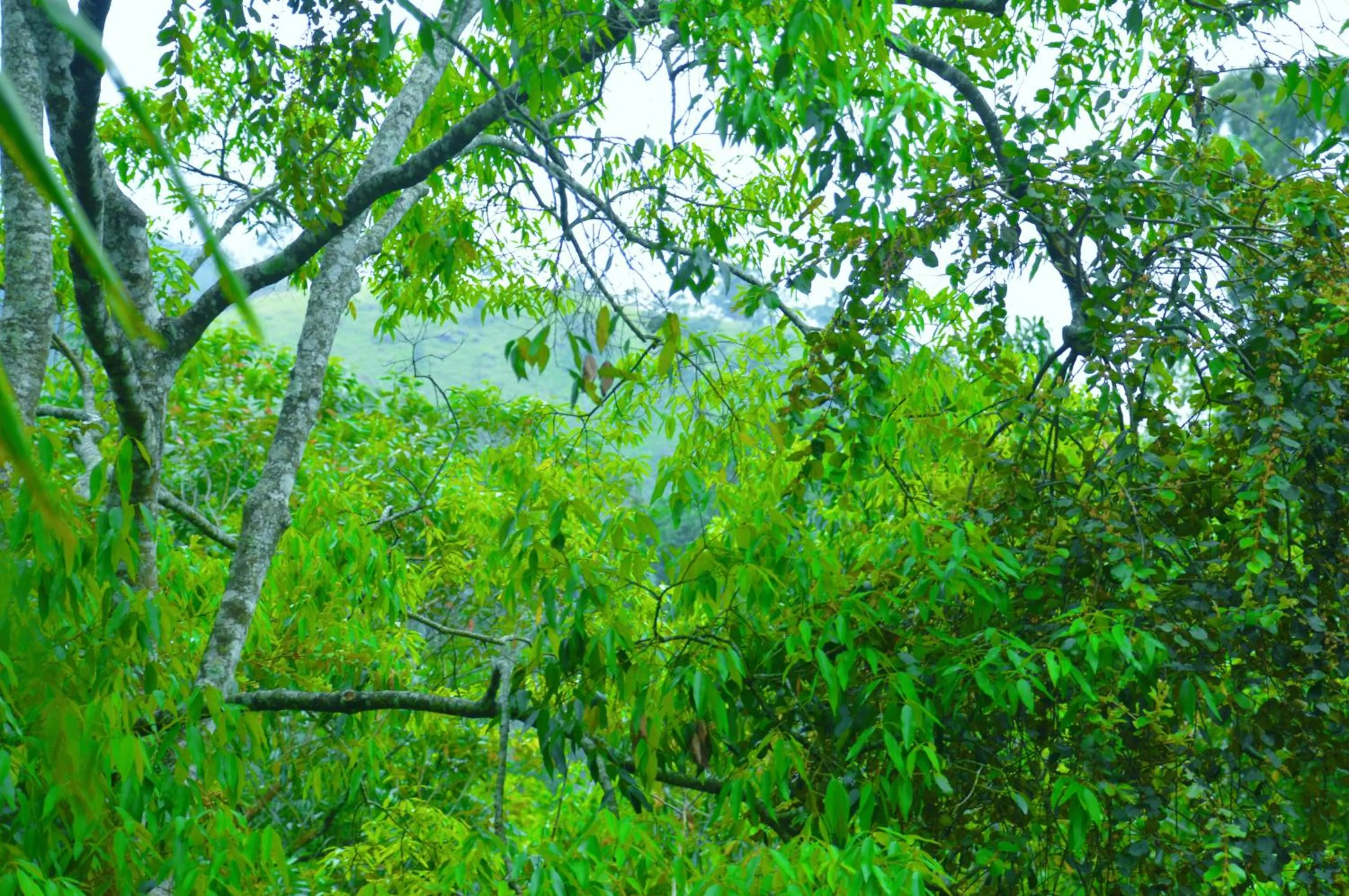 Mountain view in Ella Green Cottages