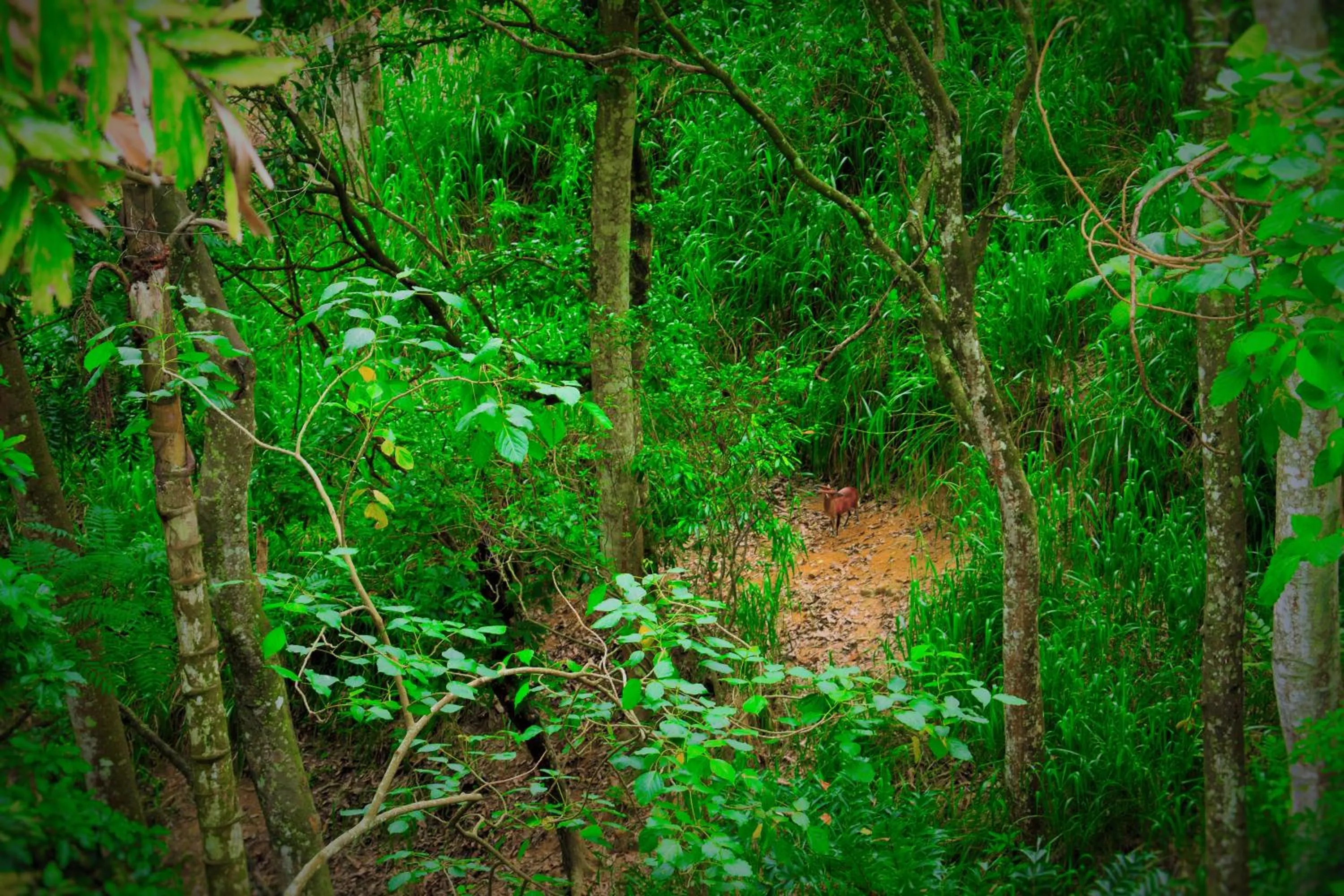 Garden in Ella Green Cottages