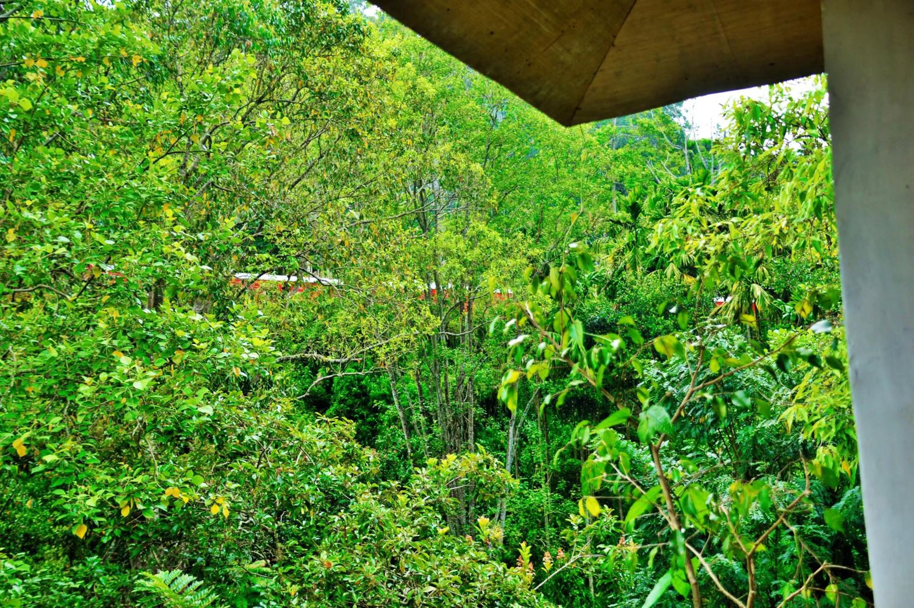 Natural landscape in Ella Green Cottages