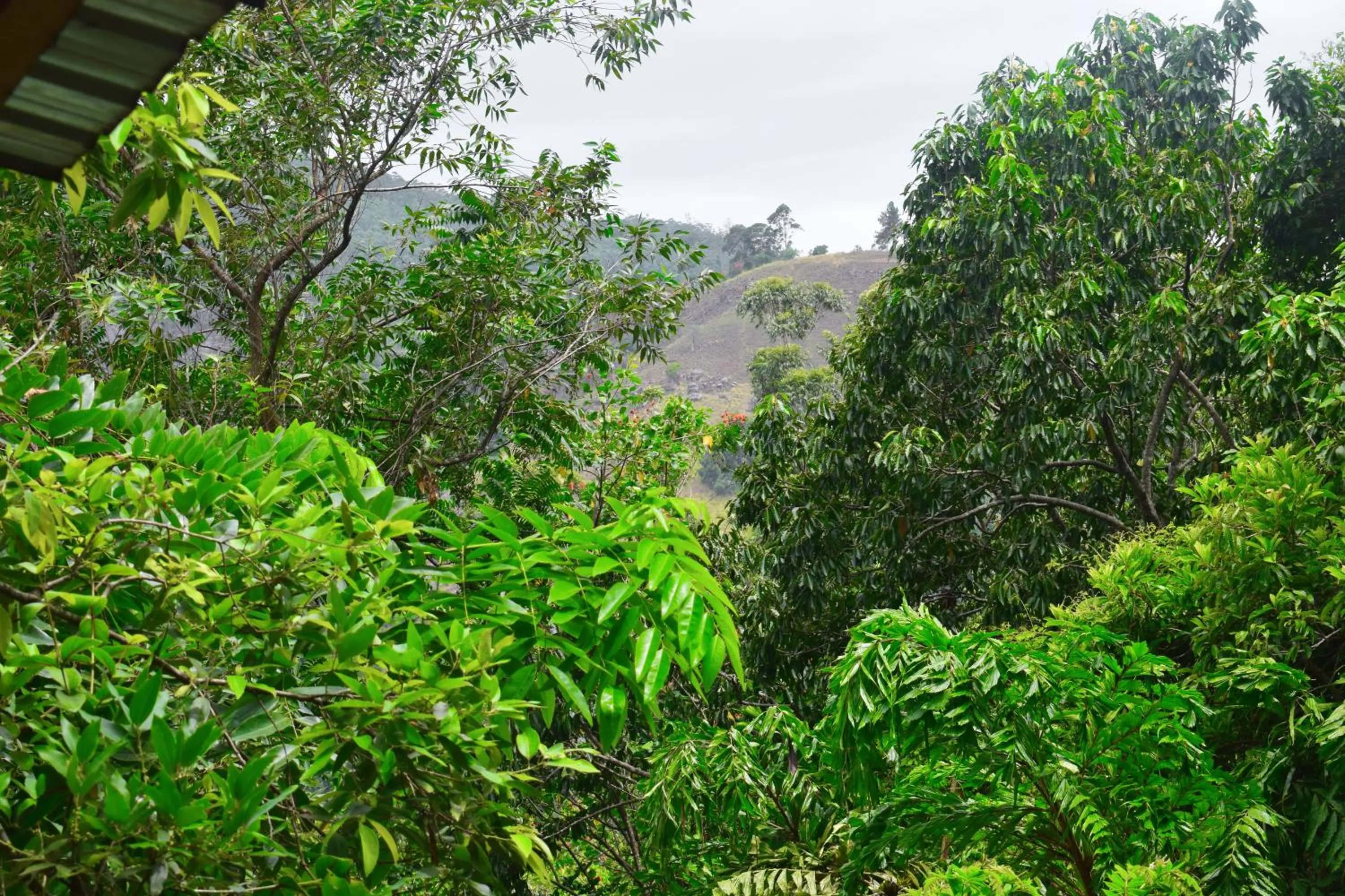 Mountain view in Ella Green Cottages