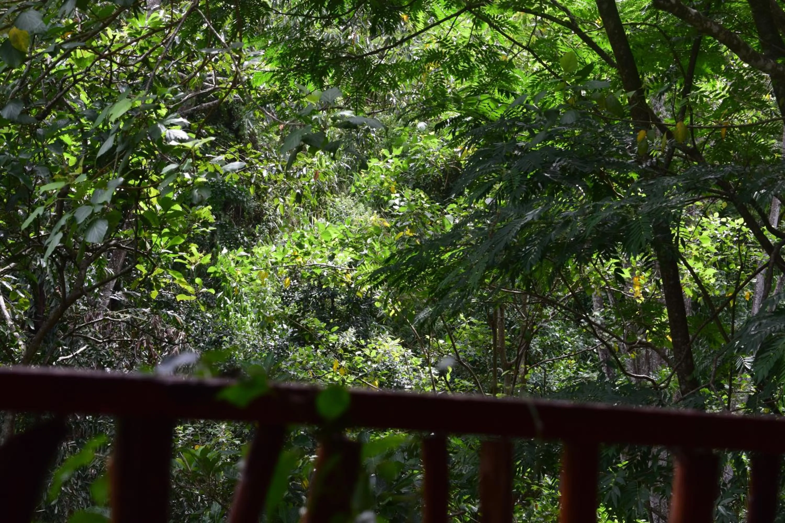 Bird's eye view in Ella Green Cottages