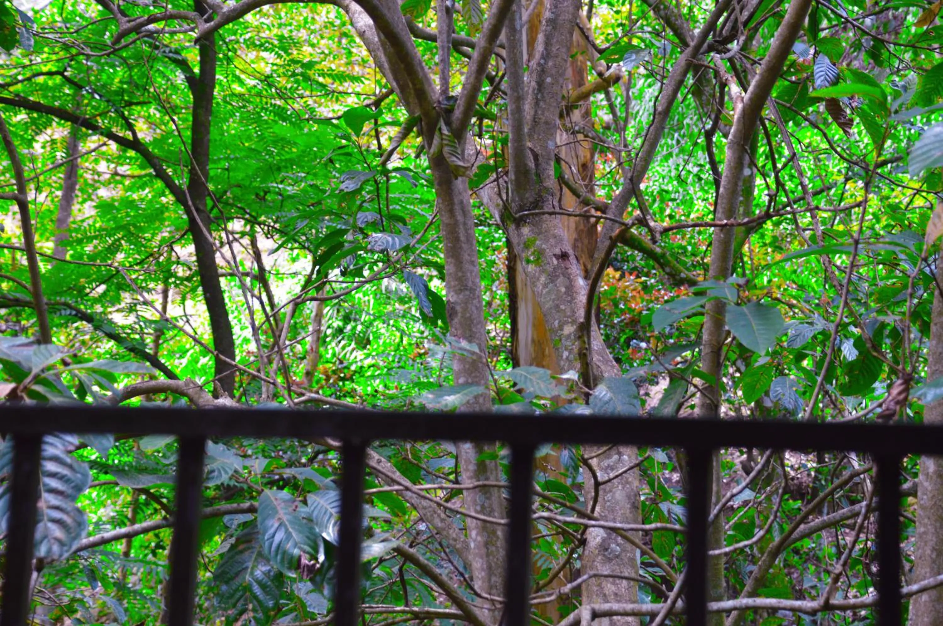 Bird's eye view in Ella Green Cottages
