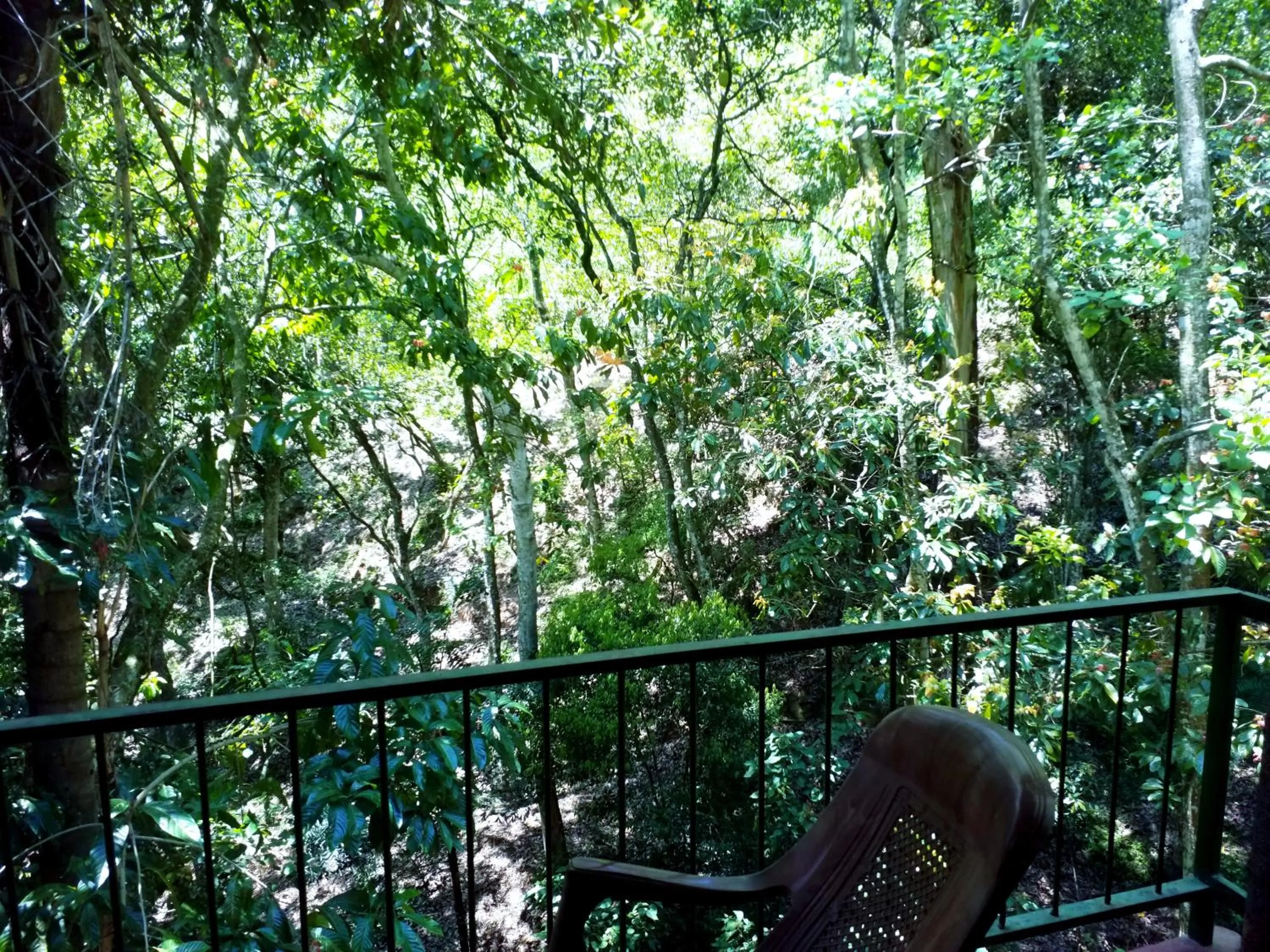 Garden view in Ella Green Cottages