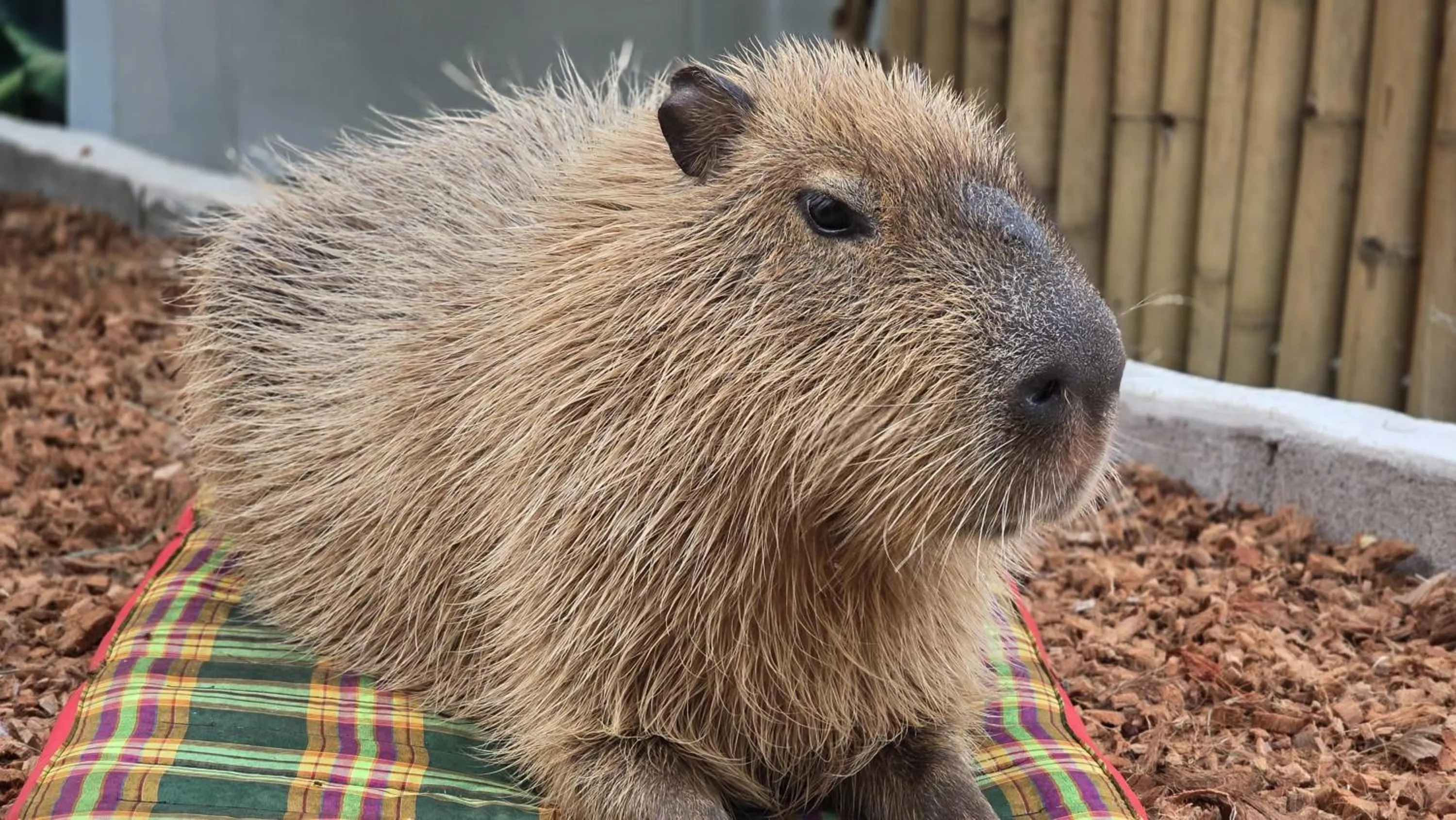 Capybara Zen Resort And Spa