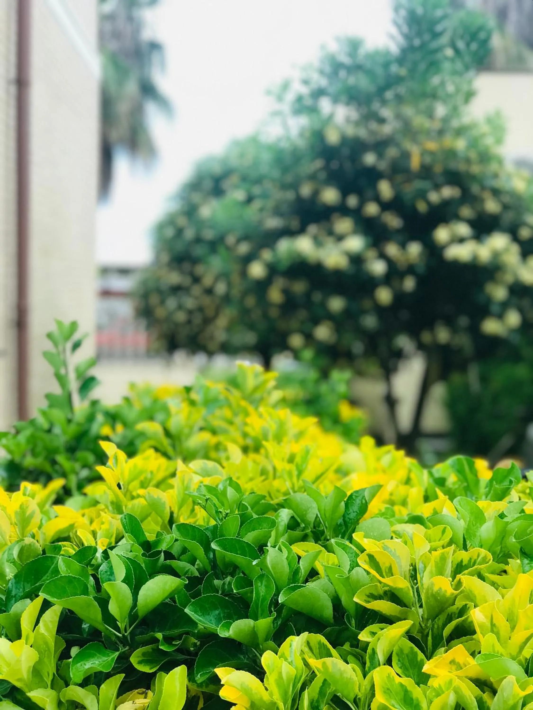Garden in Villino Gregoraci Relais