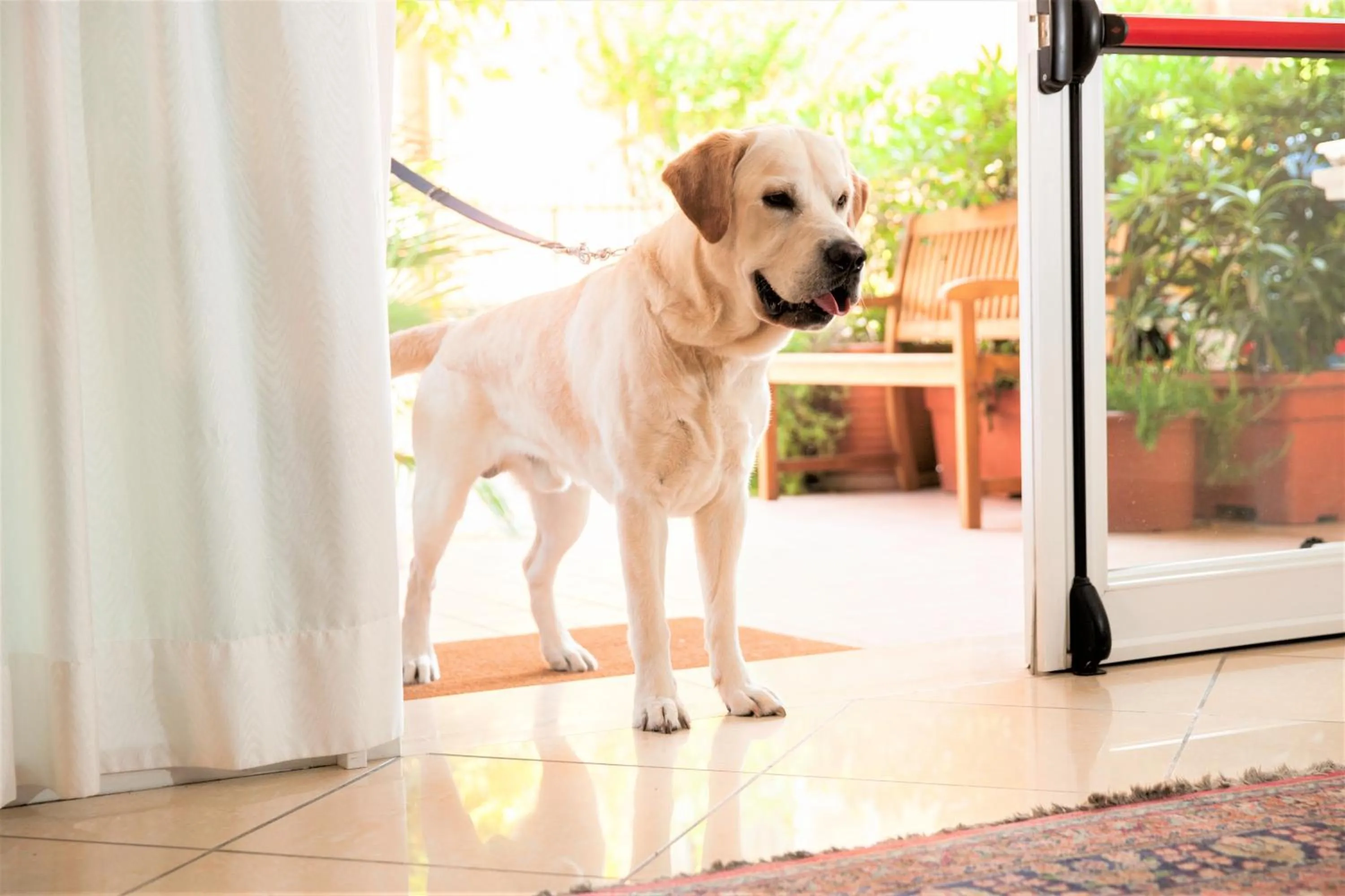 Pets in Residence Fellini