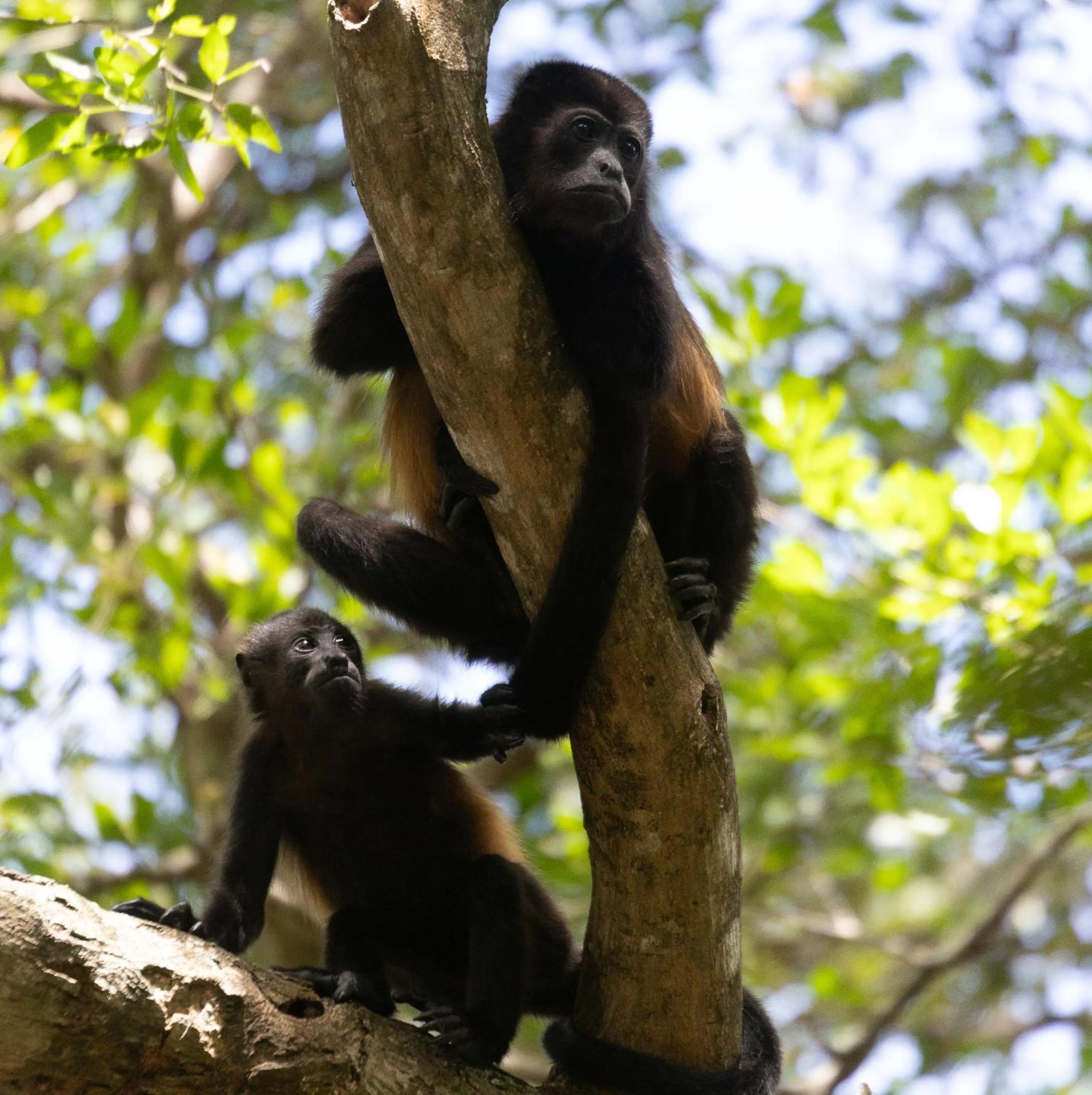 Other in Les Voiles Blanches - Luxury Lodge