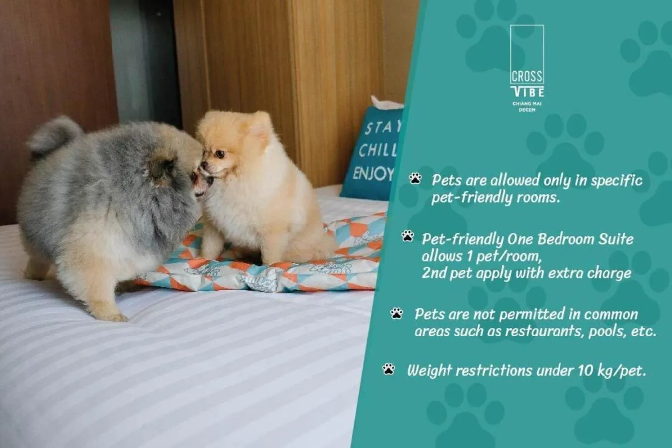 Pets in Cross Vibe Chiang Mai Decem Nimman Hotel