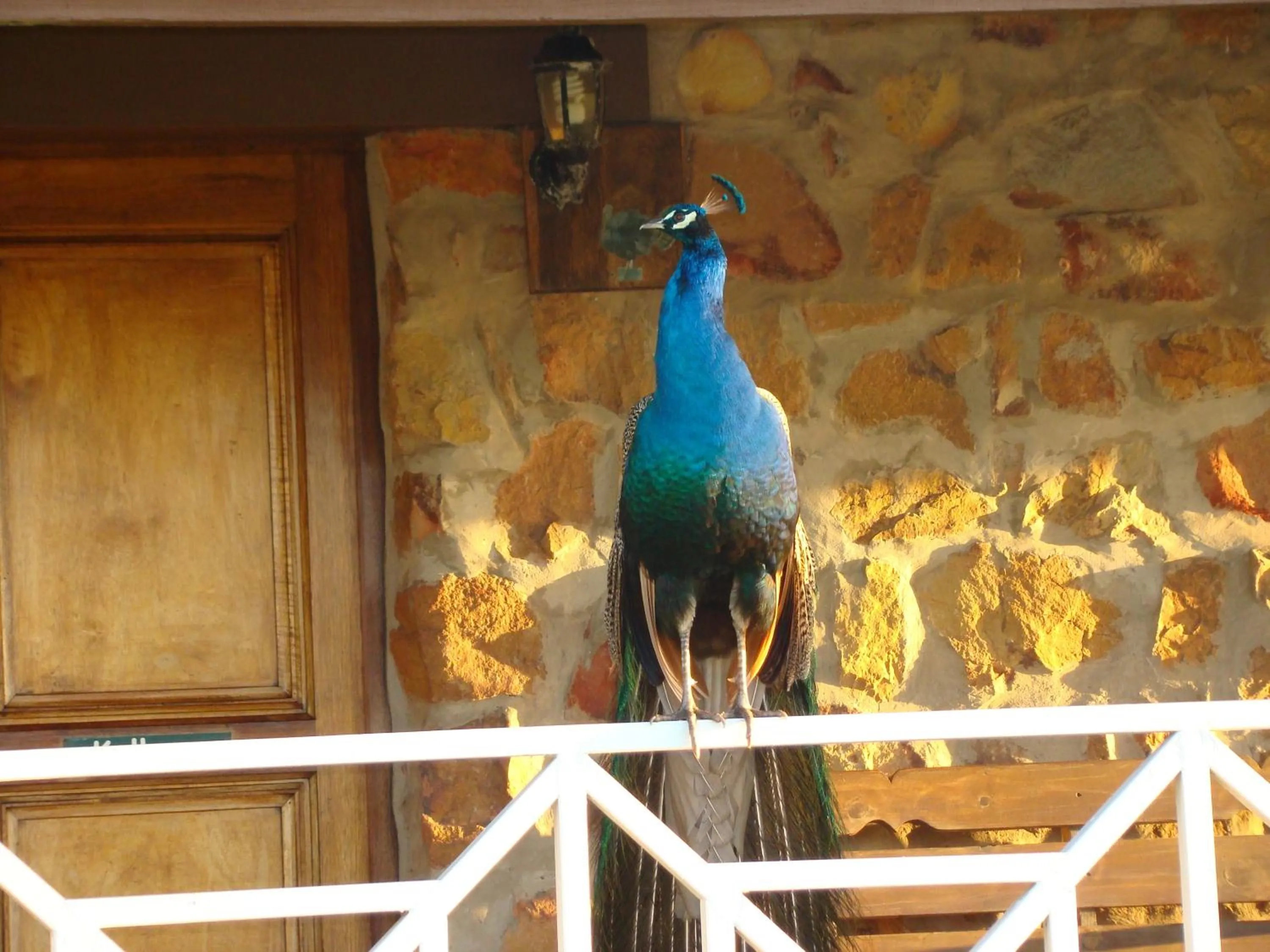 Animals in Mentors Country Estate