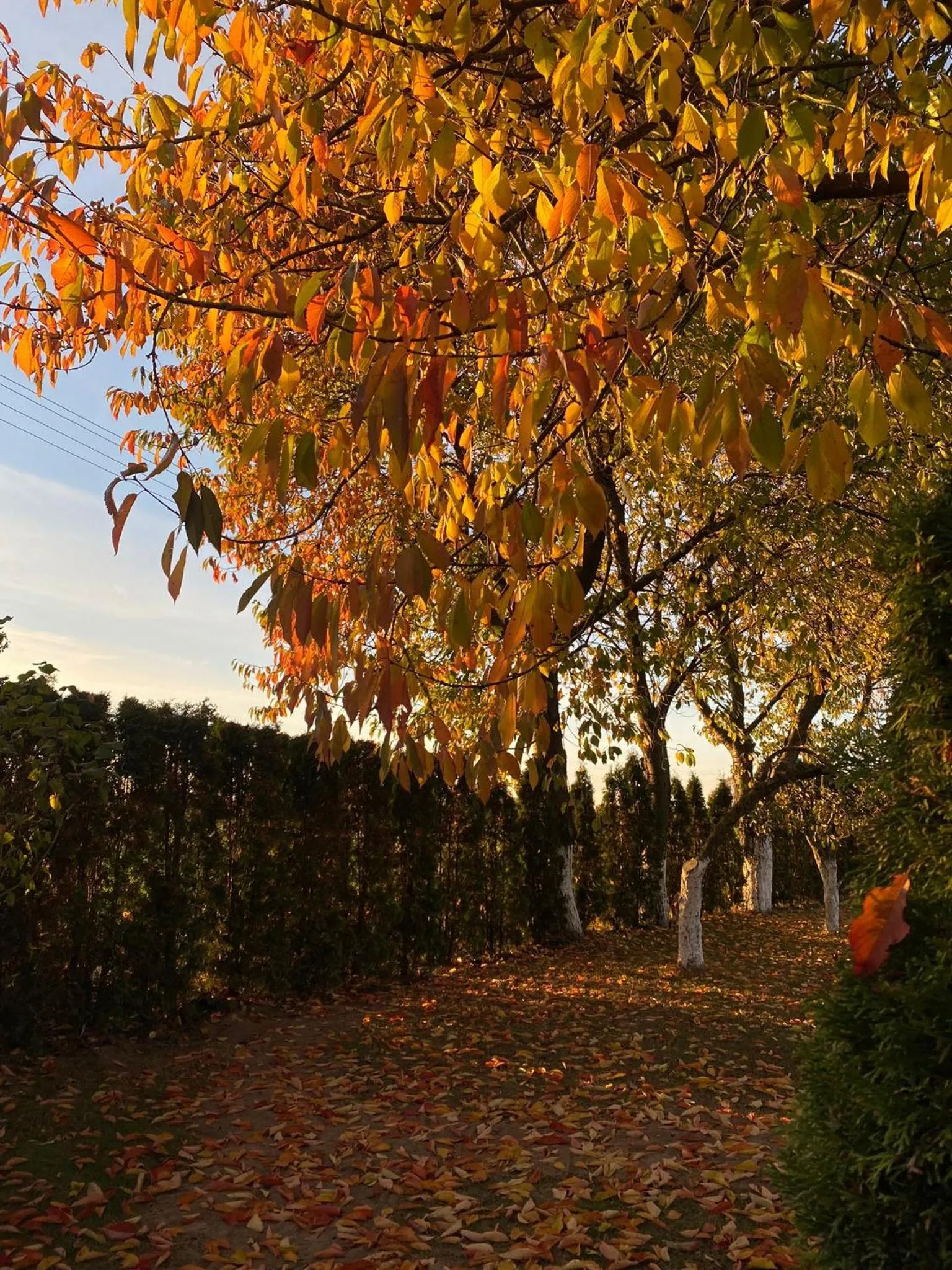 Natural landscape in Willa Polanka