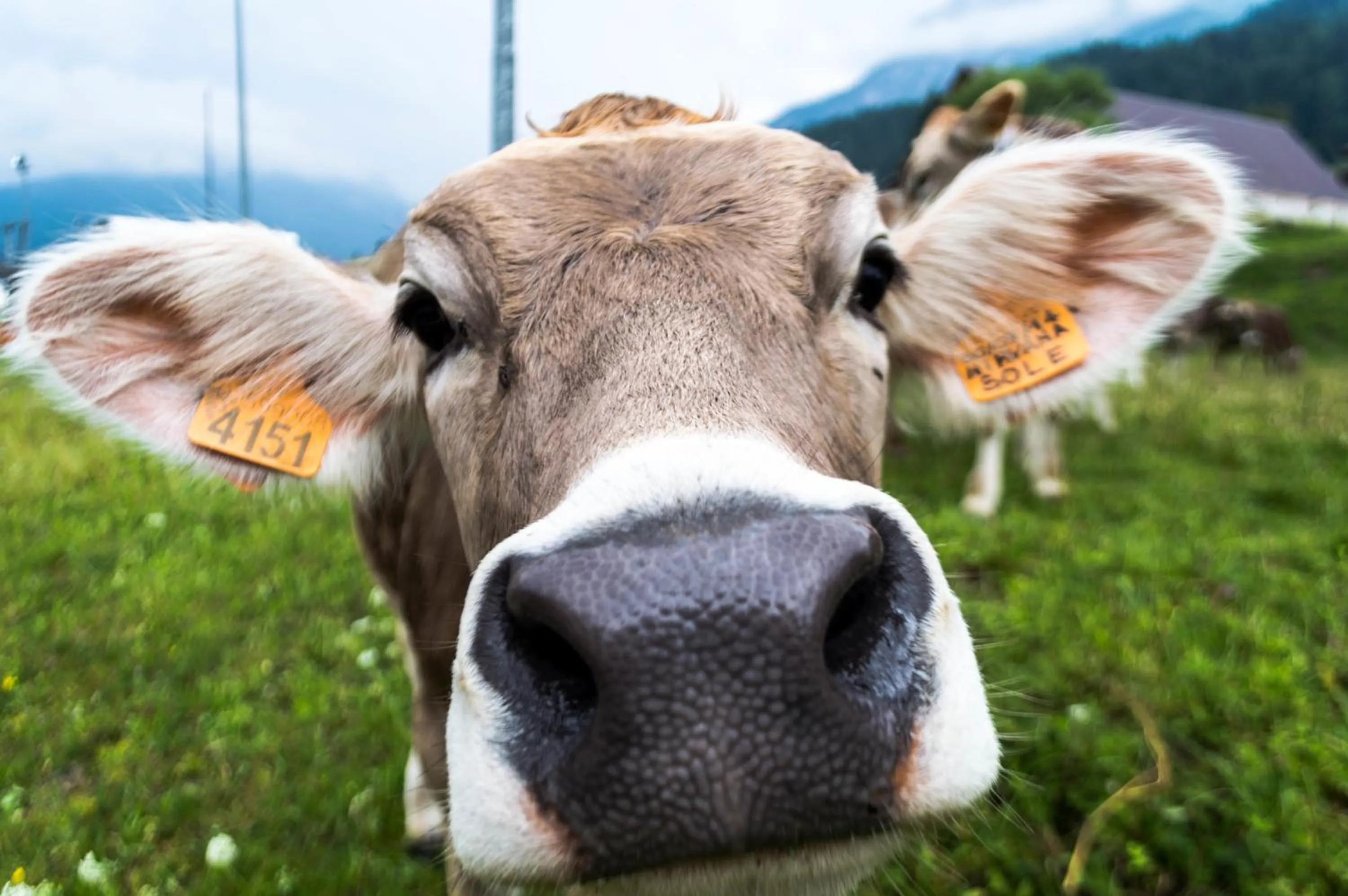 Animals in Residence Cavanis Wellness & Spa