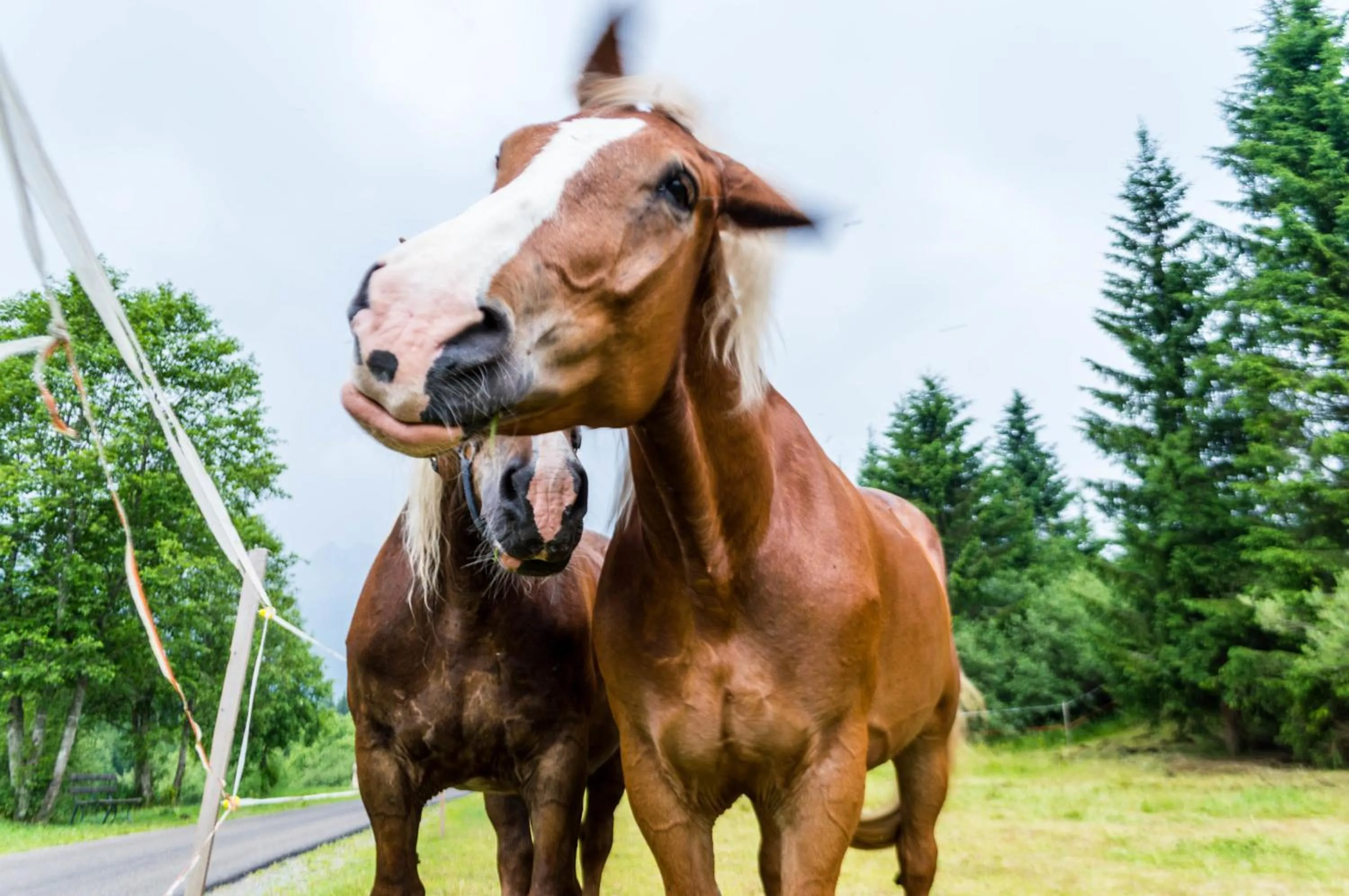 Animals in Residence Cavanis Wellness & Spa
