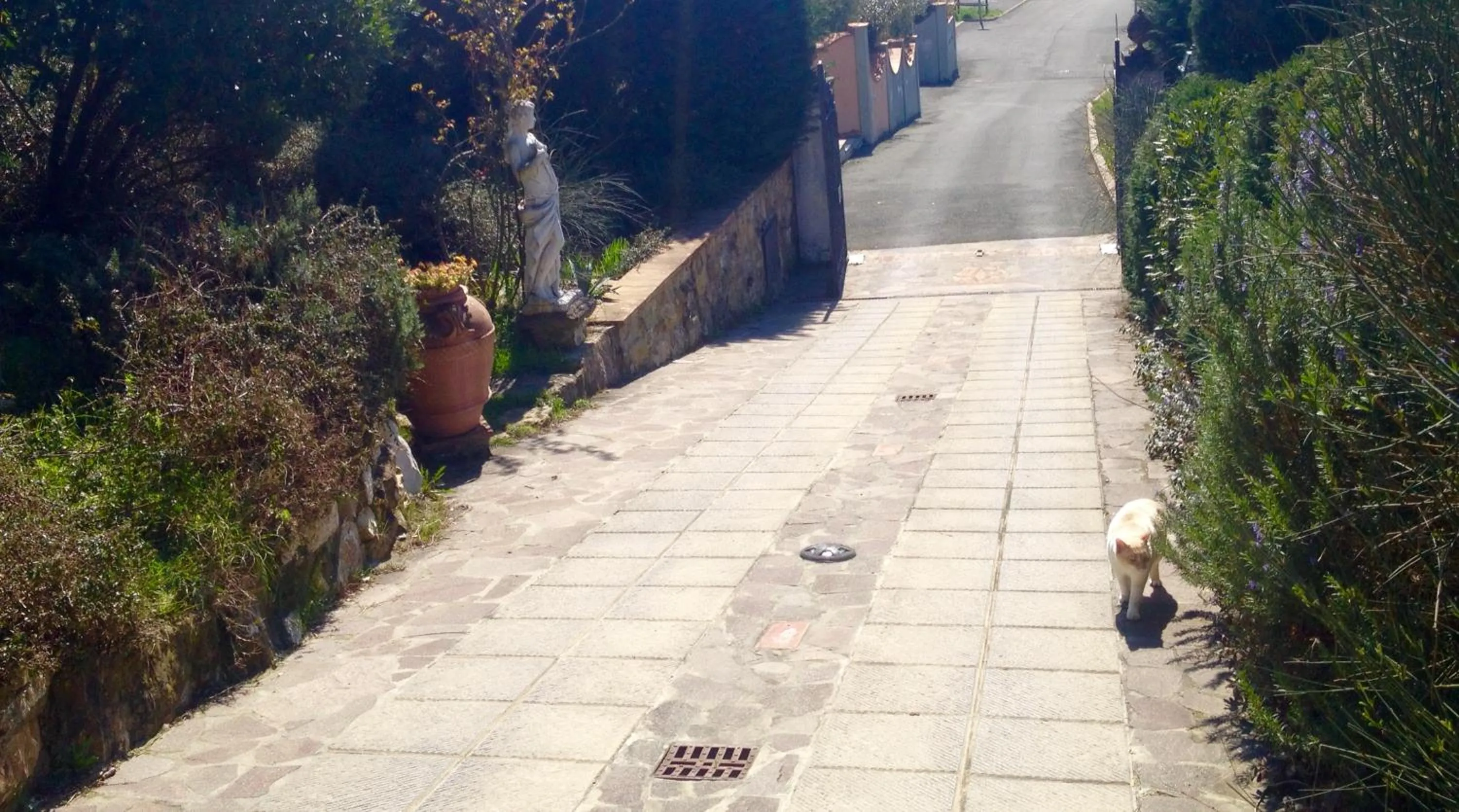 Pets in B&B Pino del Capitano